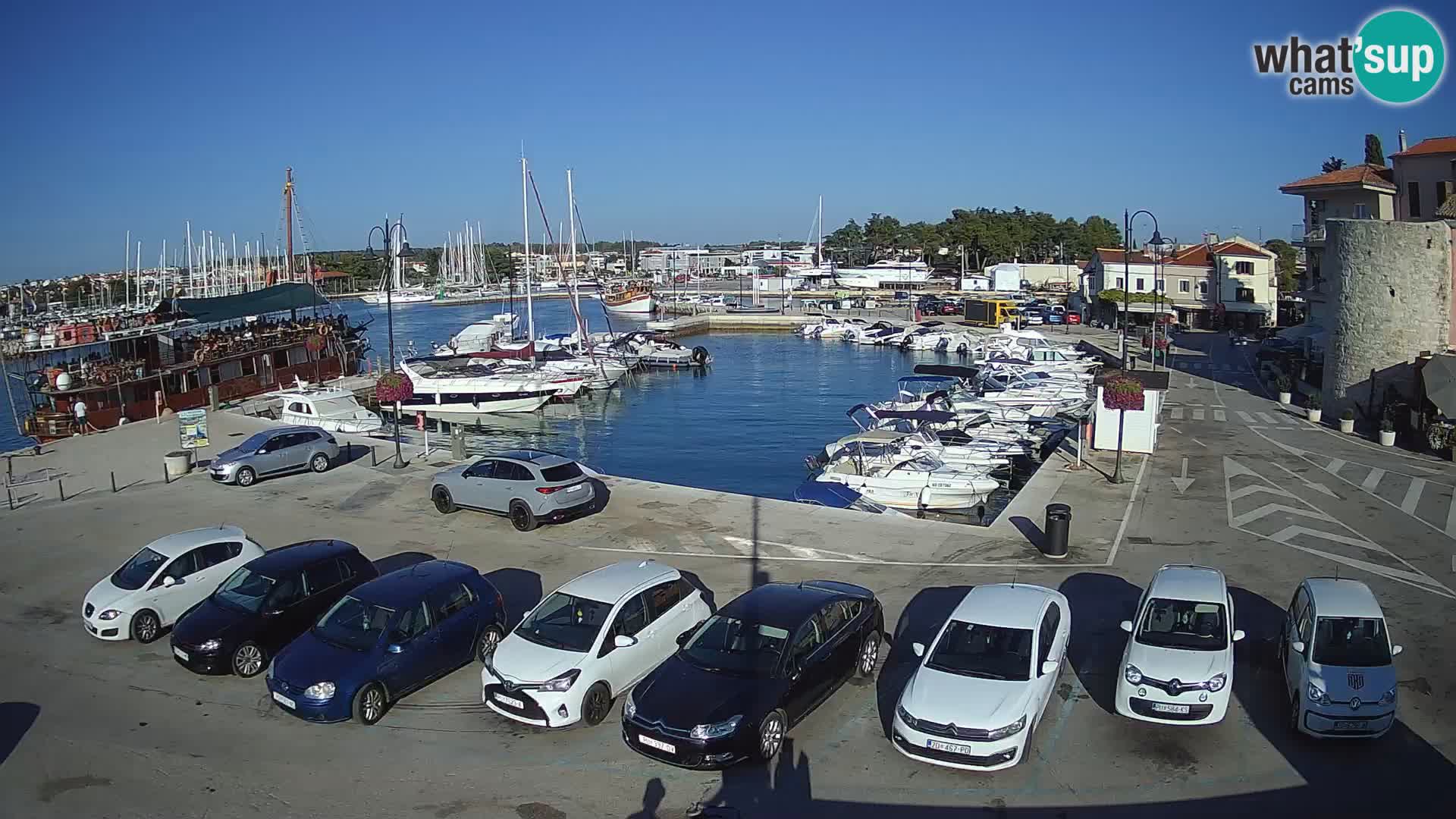 Novigrad | Porporela marina