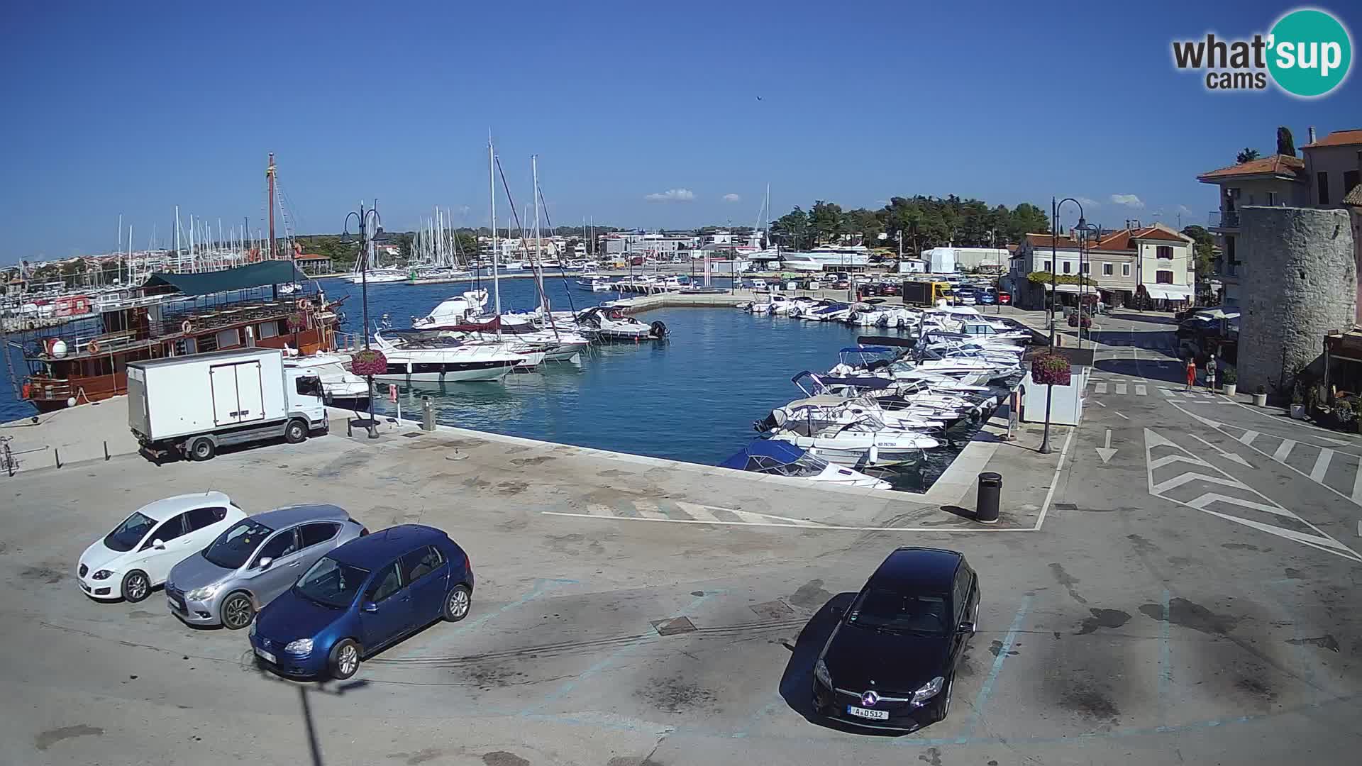 Novigrad | Porporela marina