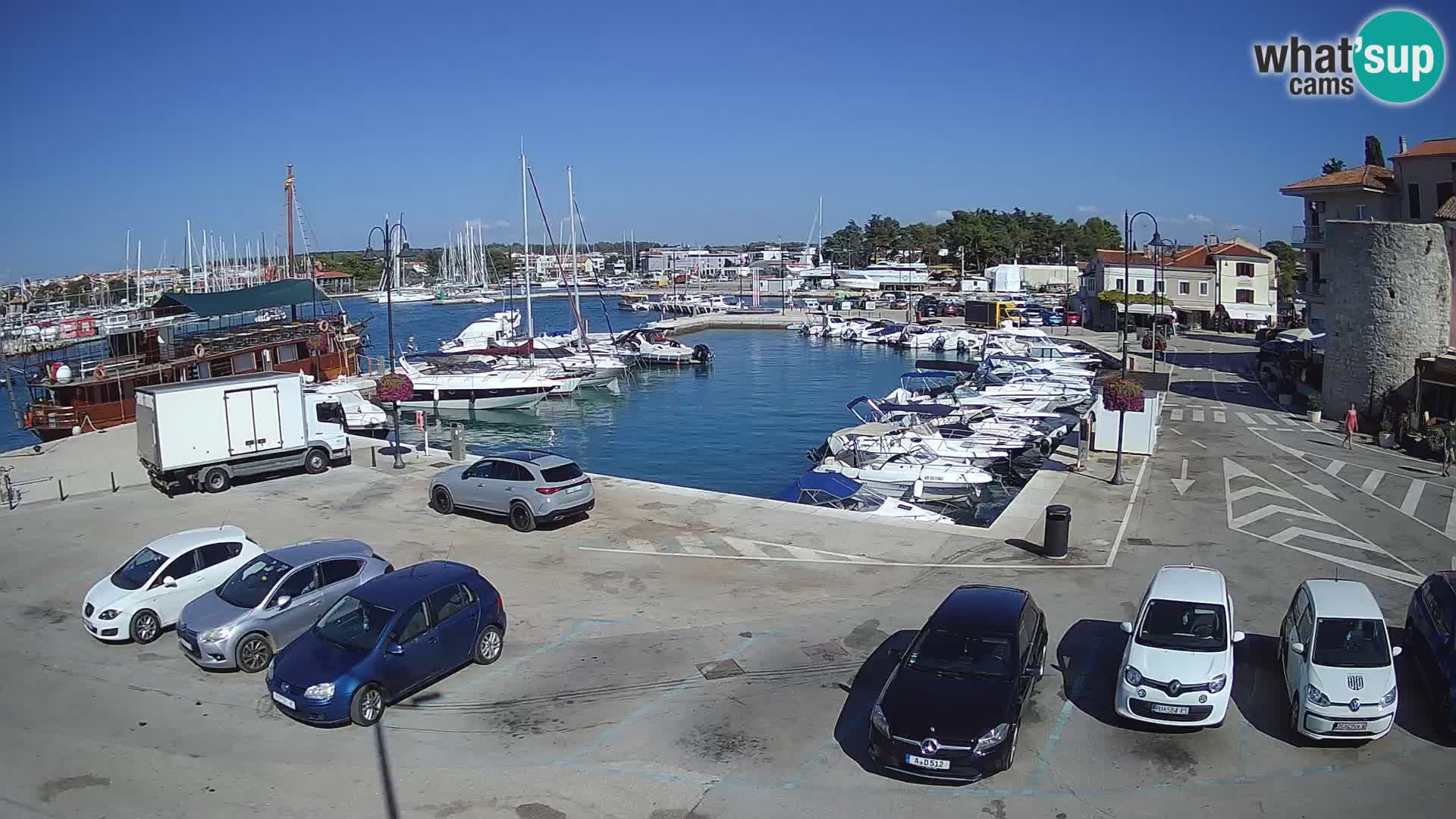 Novigrad | Porporela marina