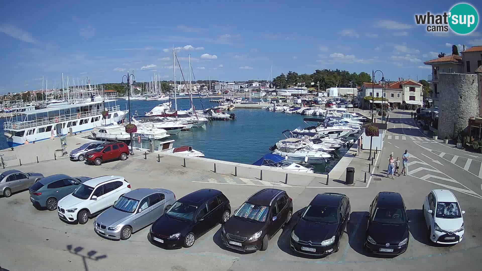 Novigrad | Porporela marina