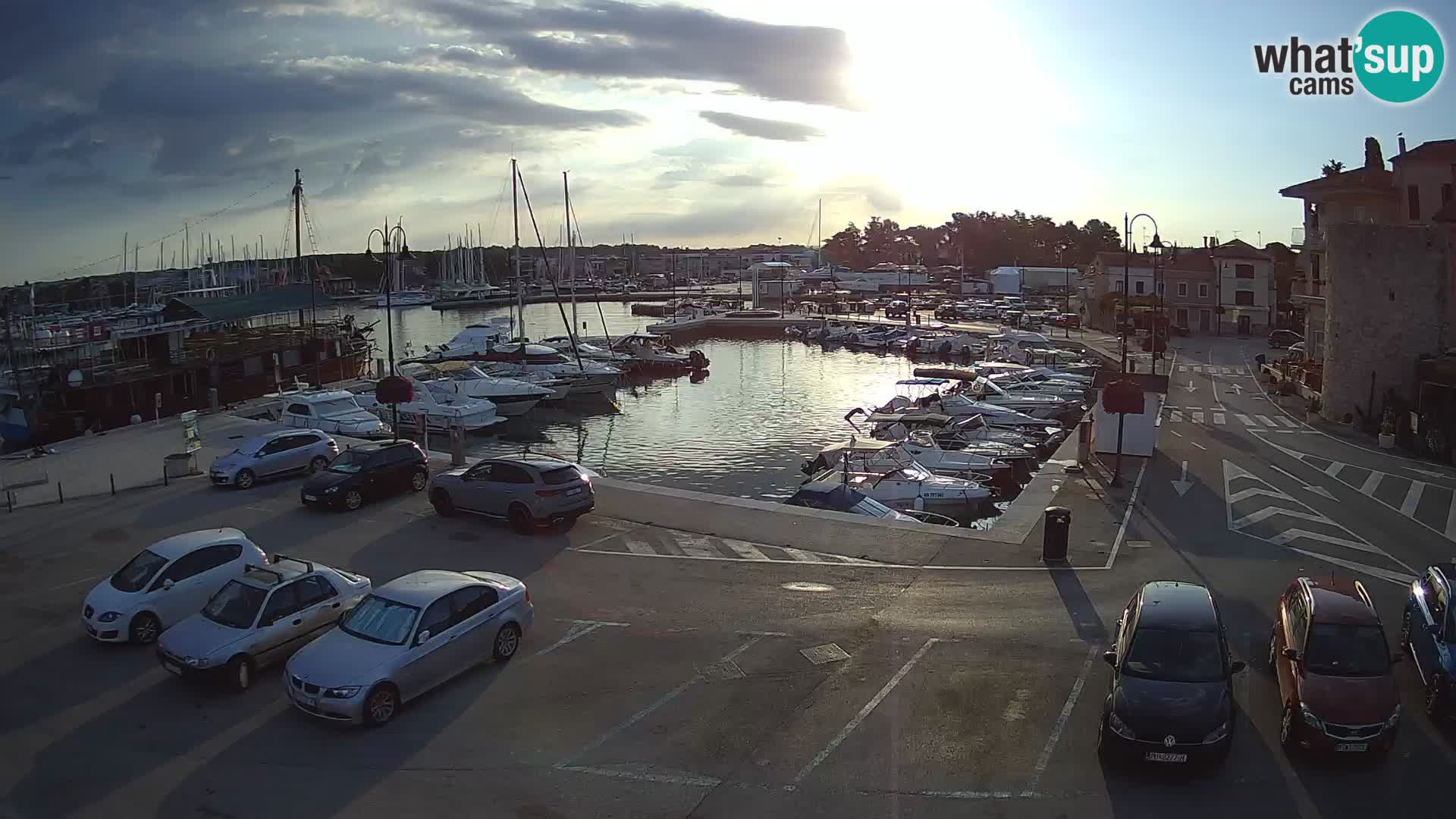 Novigrad | Porporela marina