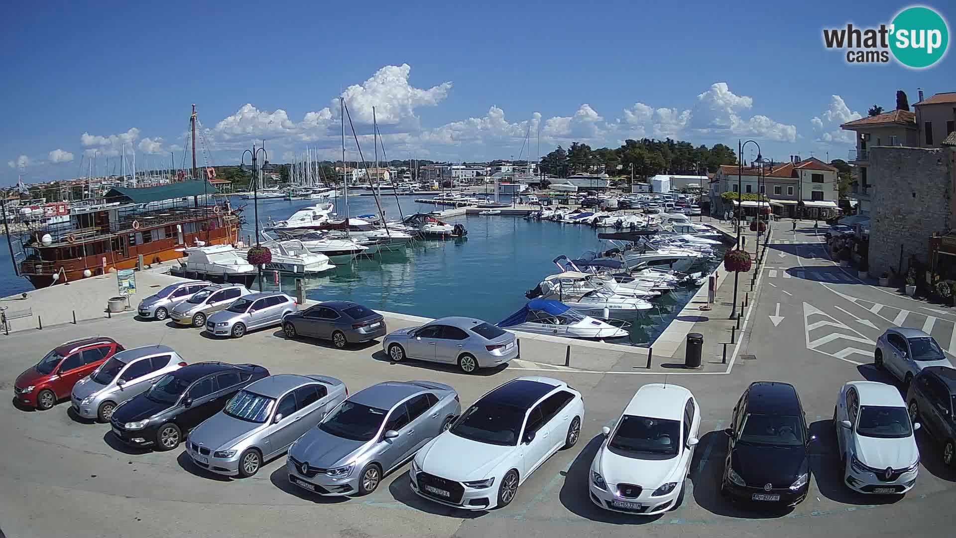 Novigrad | Porporela marina