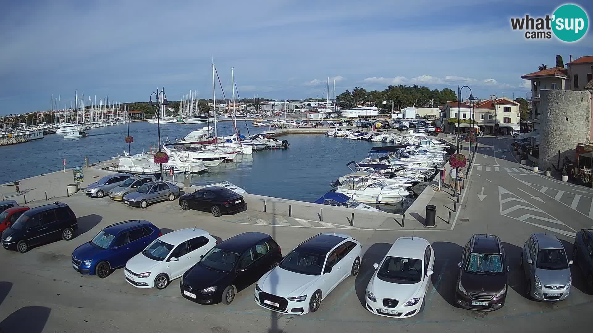 Novigrad | Porporela marina