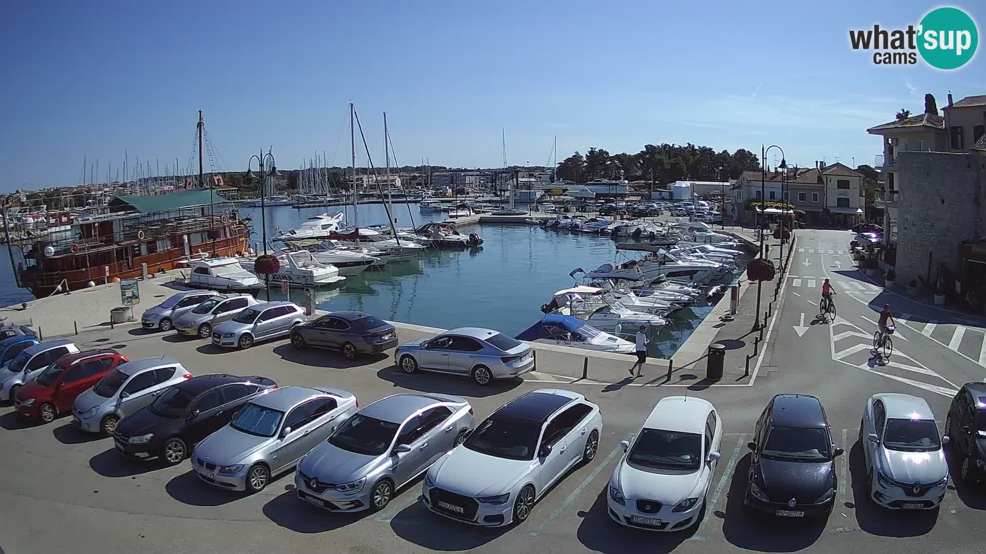 Novigrad | Porporela marina