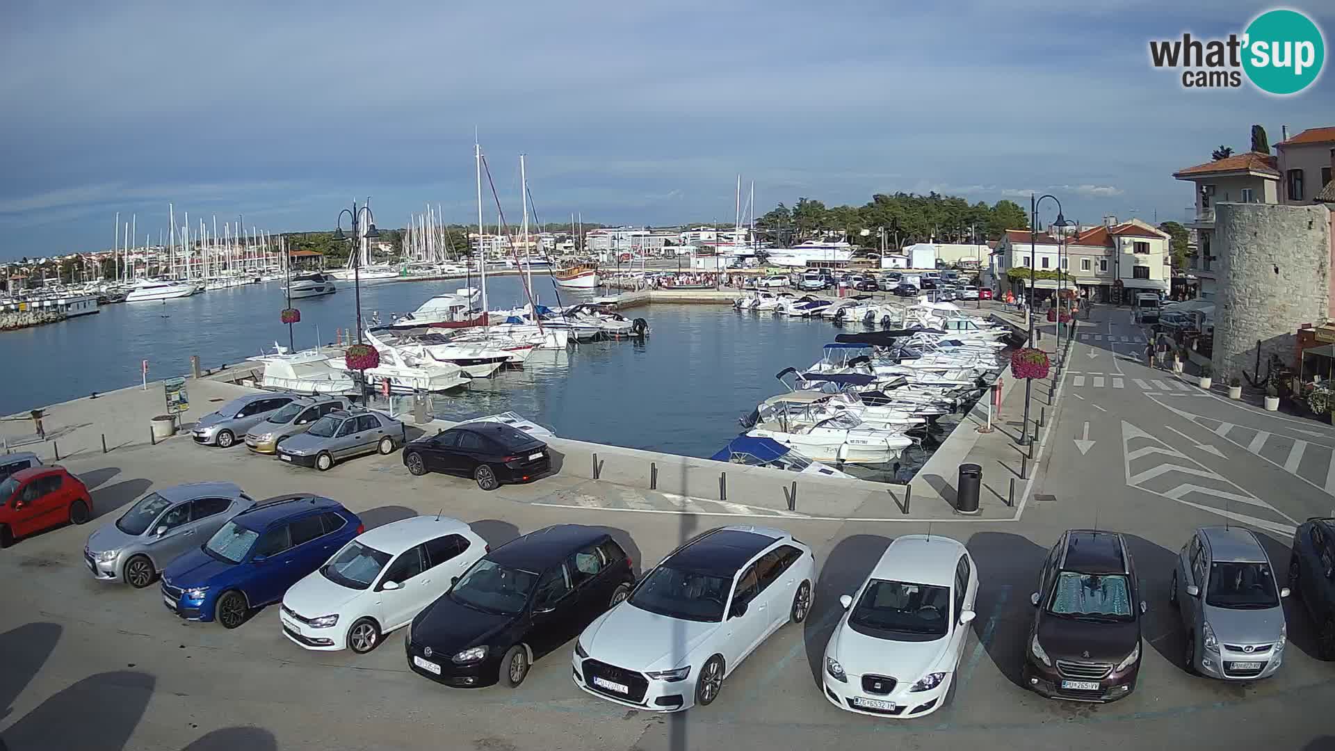 Novigrad | Porporela marina