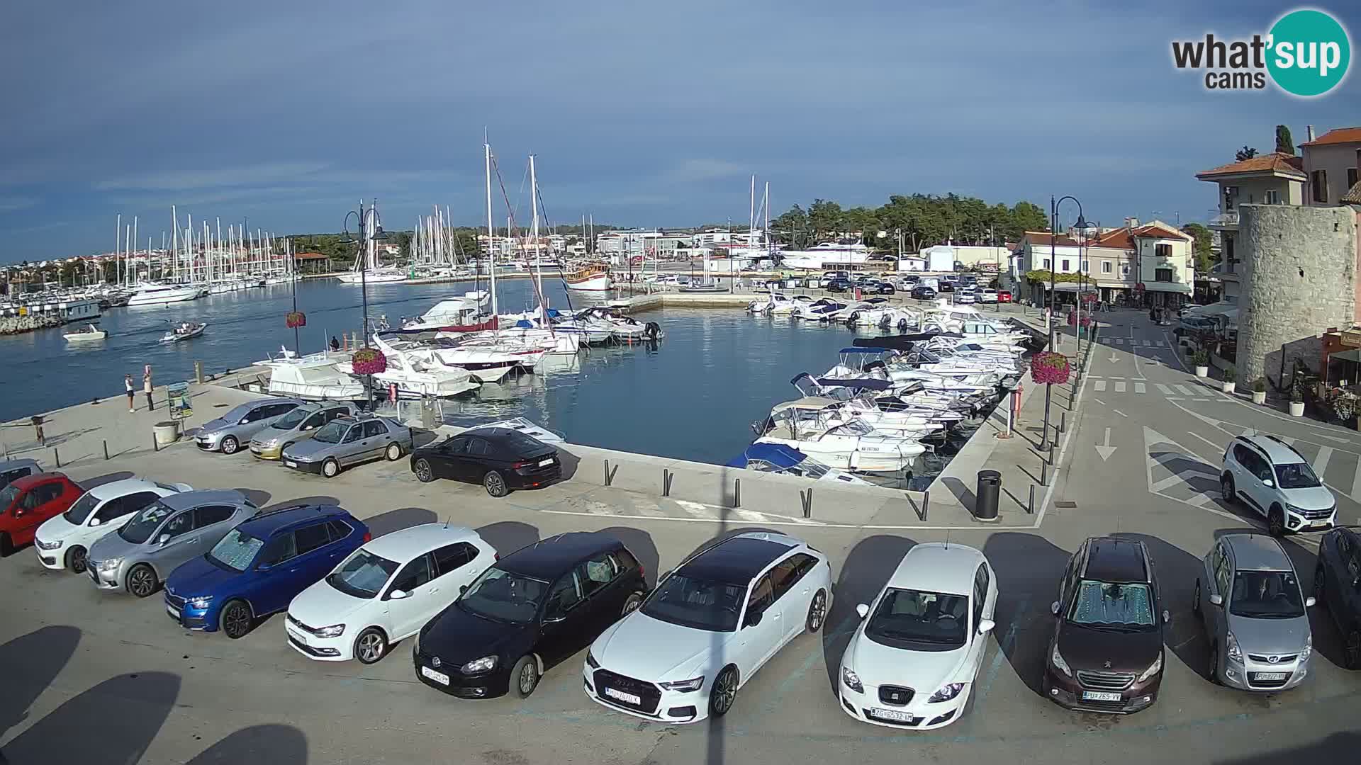 Novigrad | Porporela marina