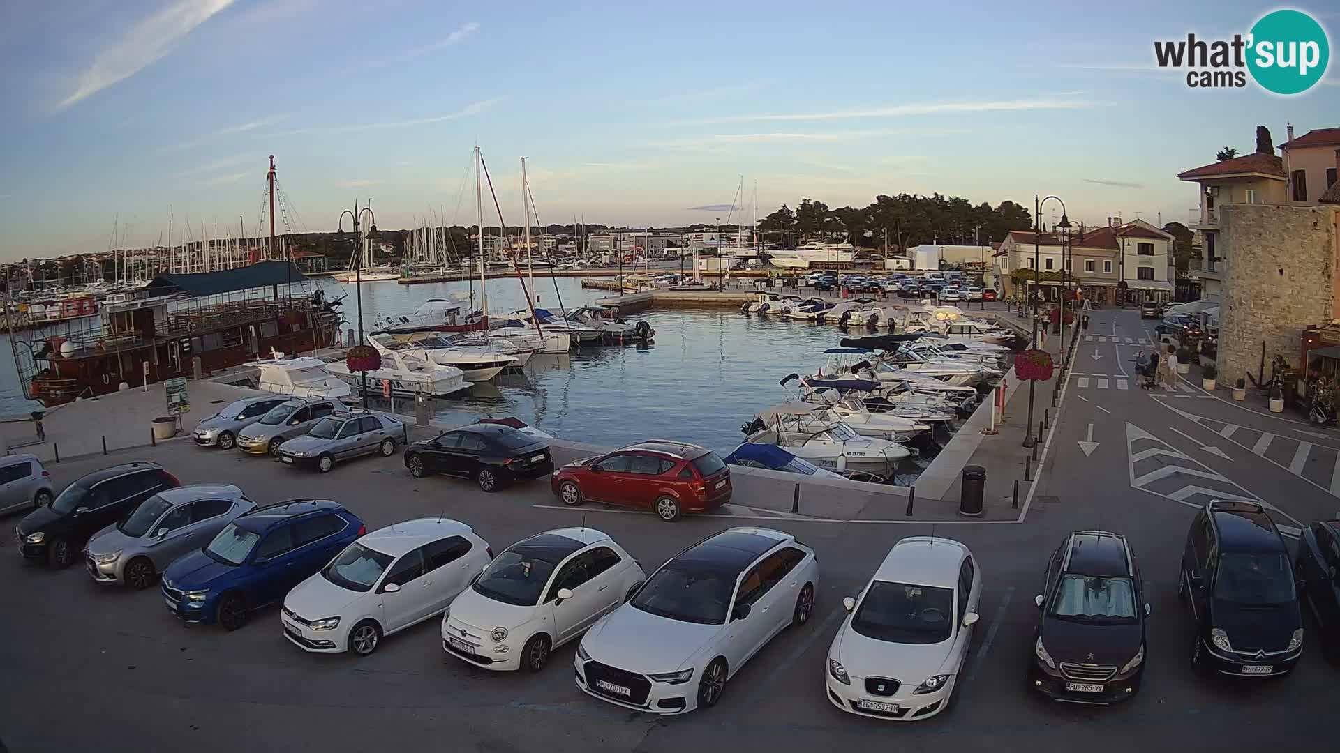 Novigrad | Porporela marina