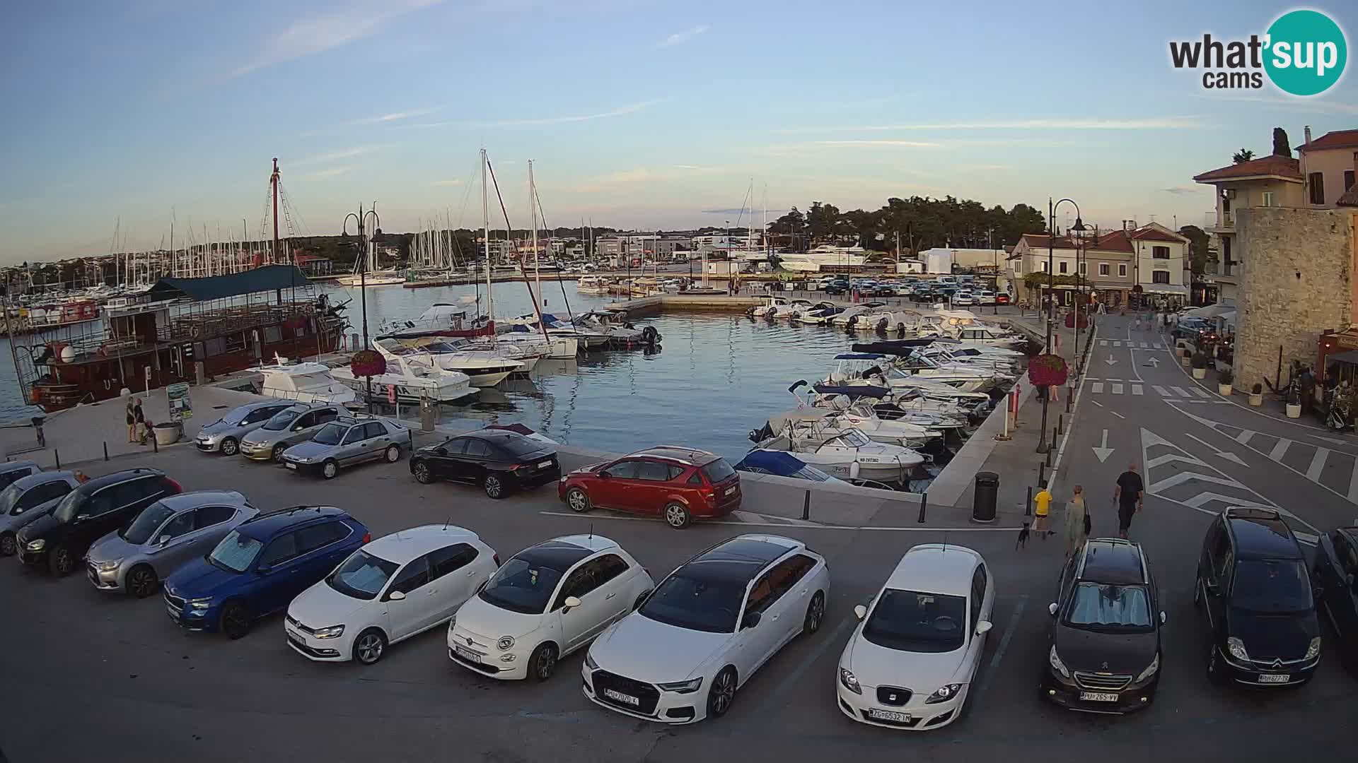 Novigrad | Porporela marina