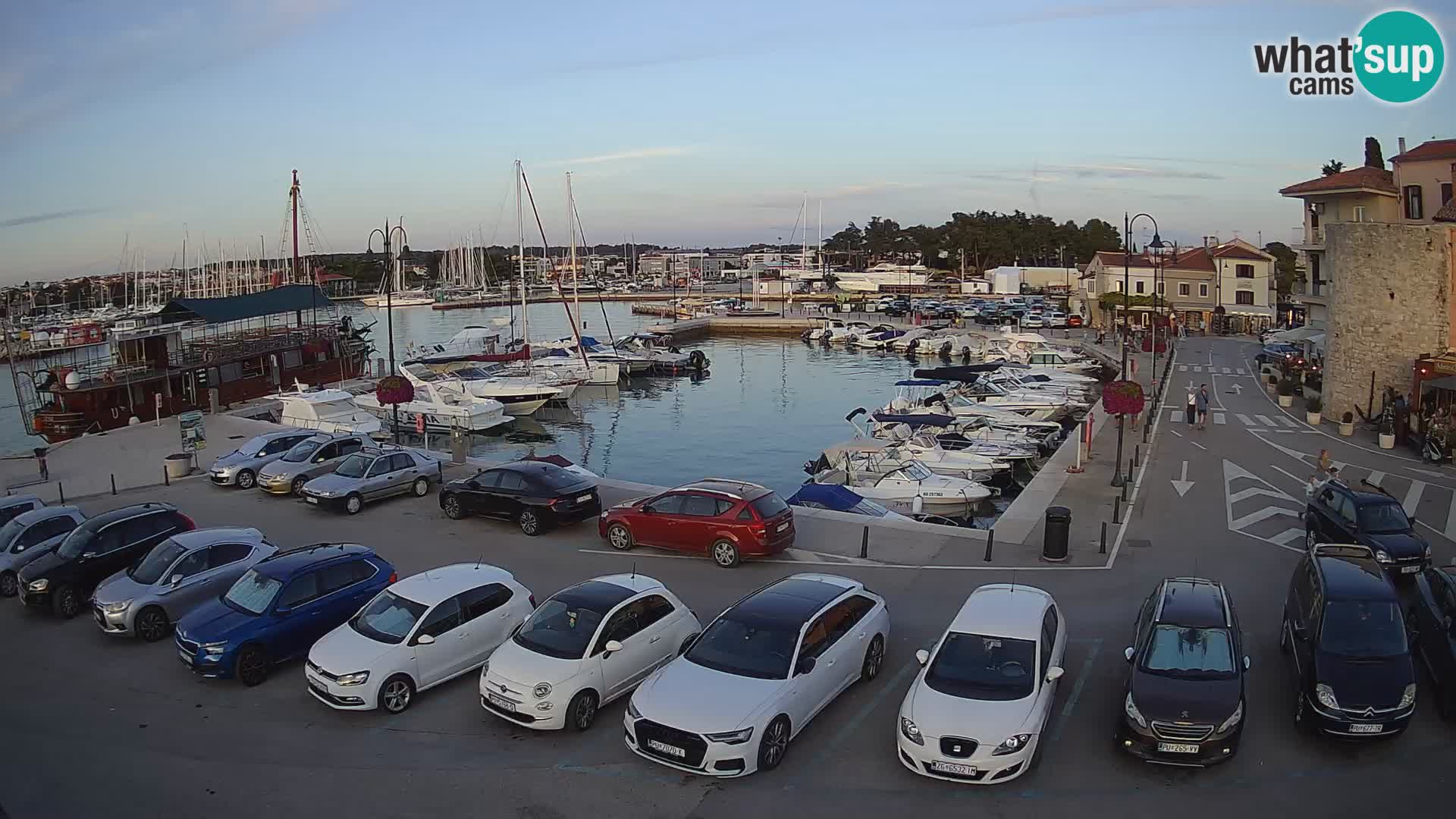 Novigrad | Porporela marina