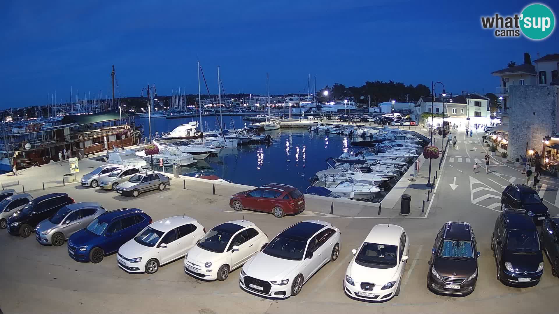 Novigrad | Porporela marina