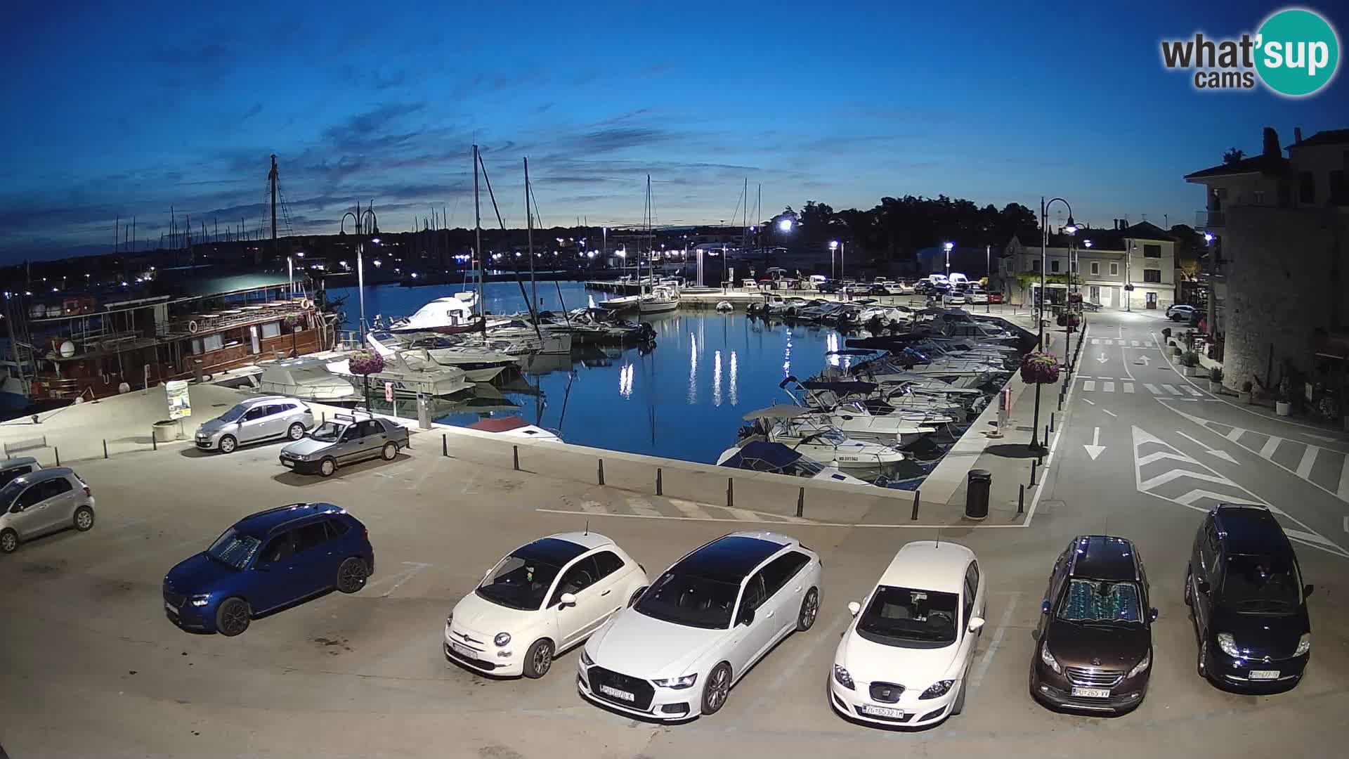 Novigrad | Porporela marina