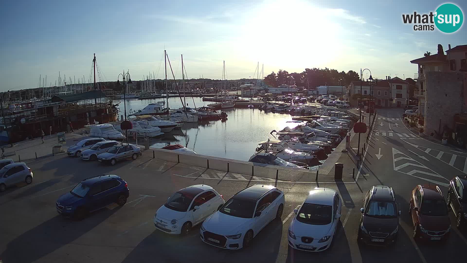 Novigrad | Porporela marina