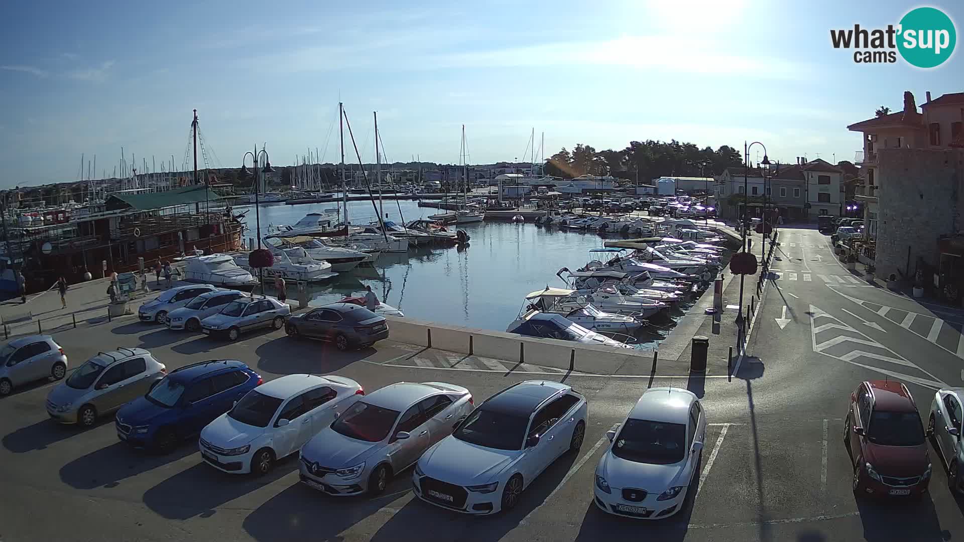Novigrad | Porporela marina