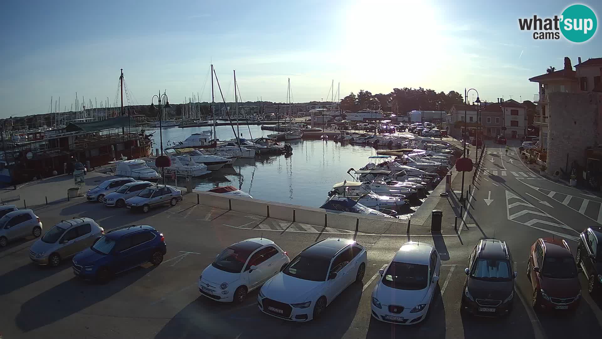 Novigrad | Porporela marina