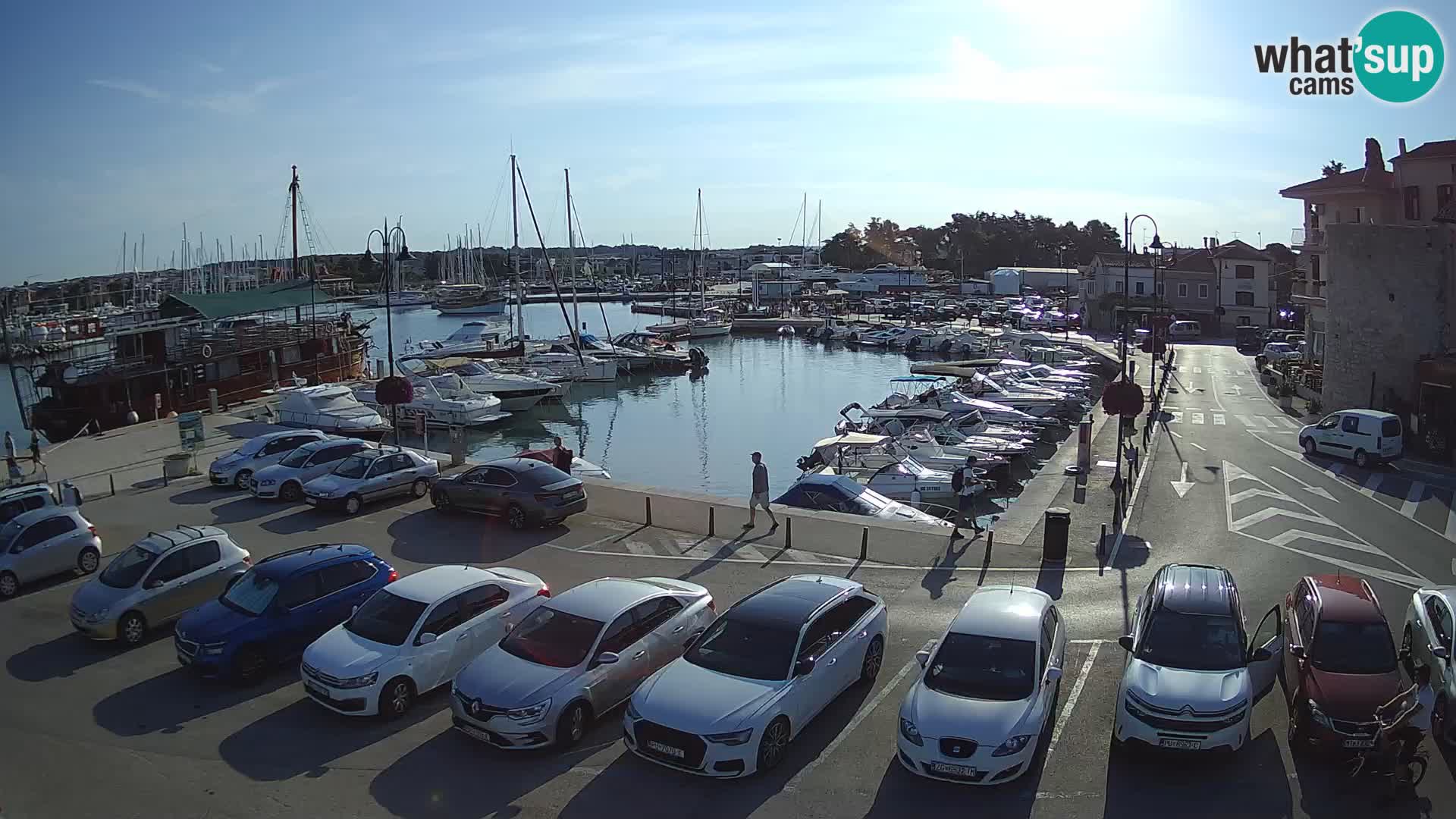 Novigrad | Porporela marina