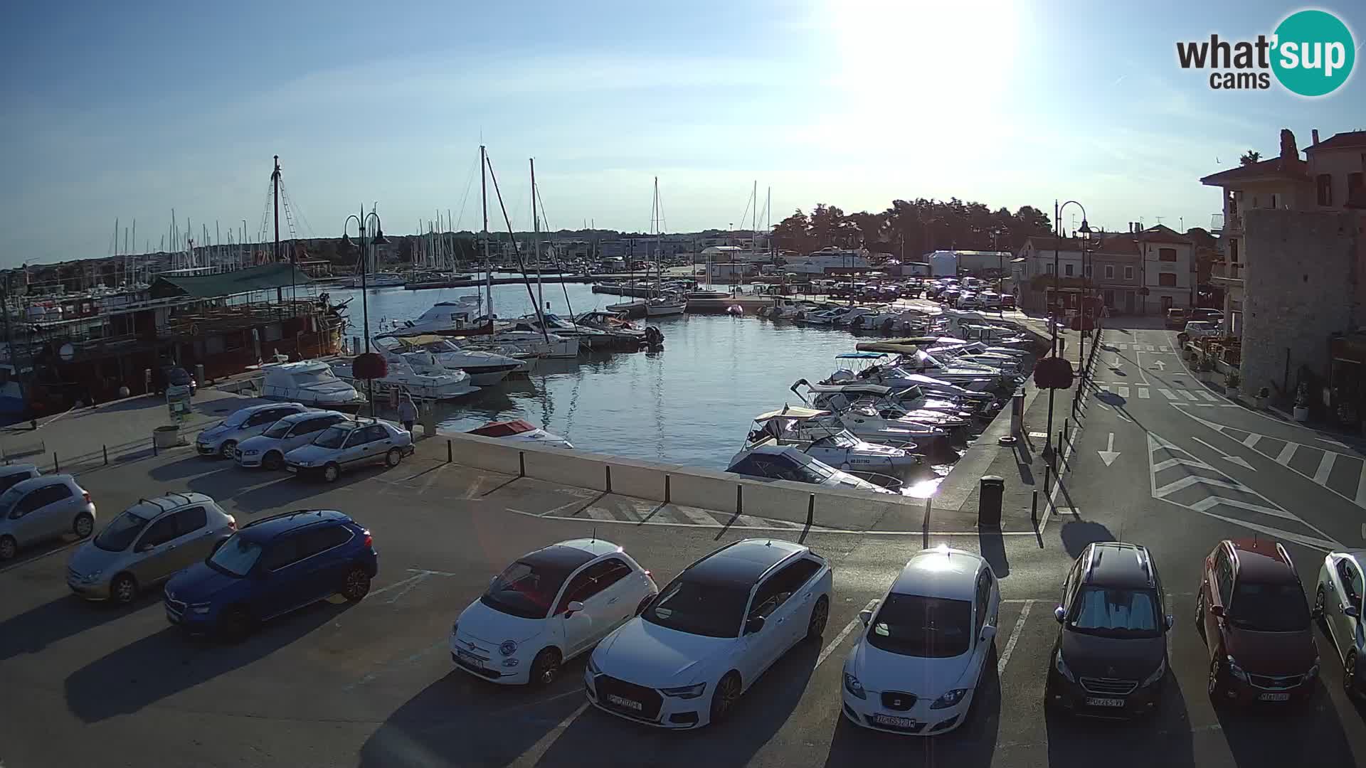 Novigrad | Porporela marina