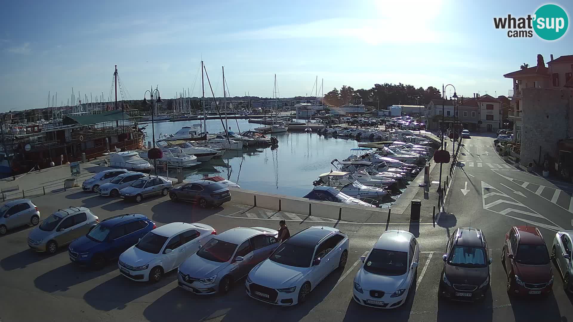 Novigrad | Porporela marina