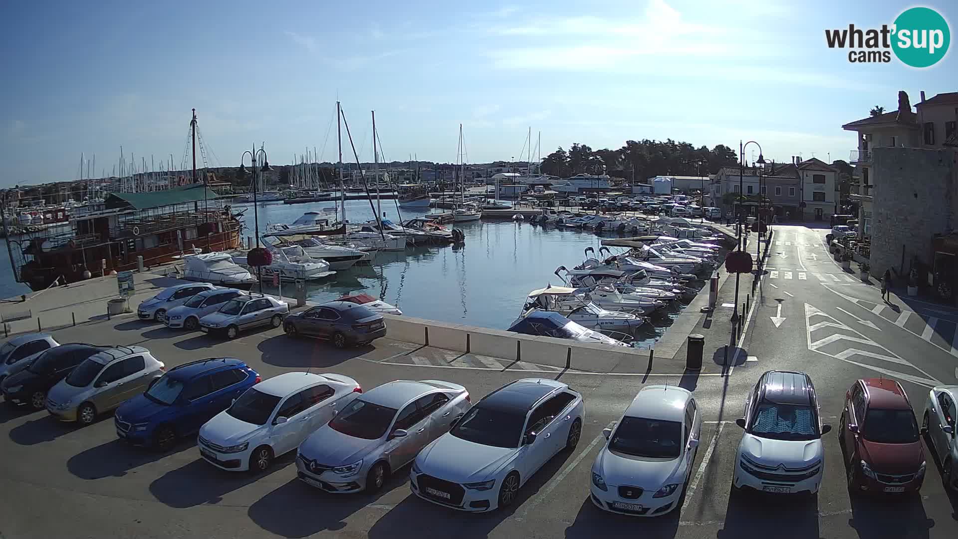 Novigrad | Porporela marina