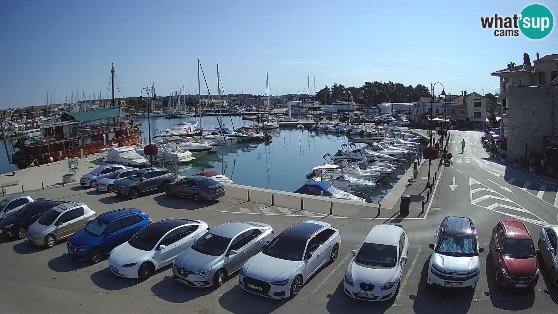 Novigrad | Porporela marina