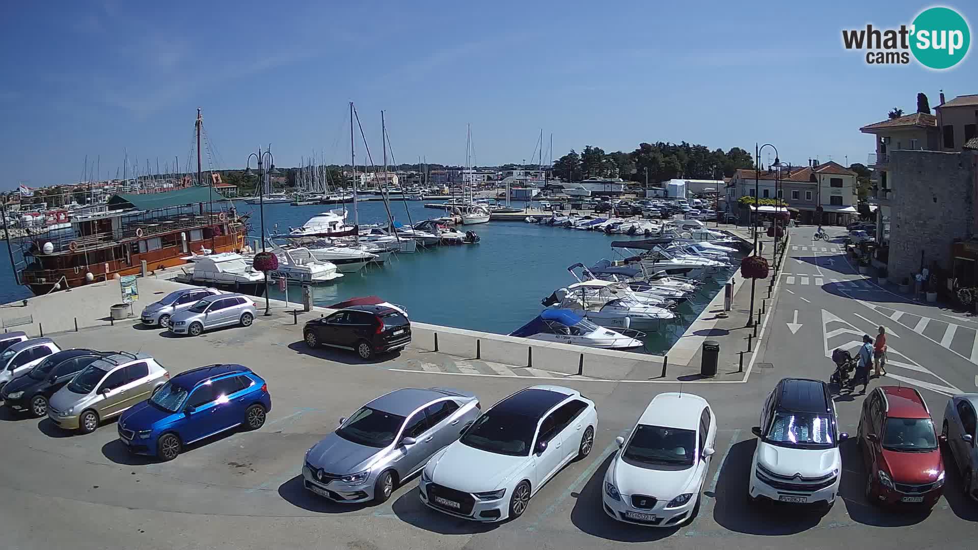 Novigrad | Porporela marina