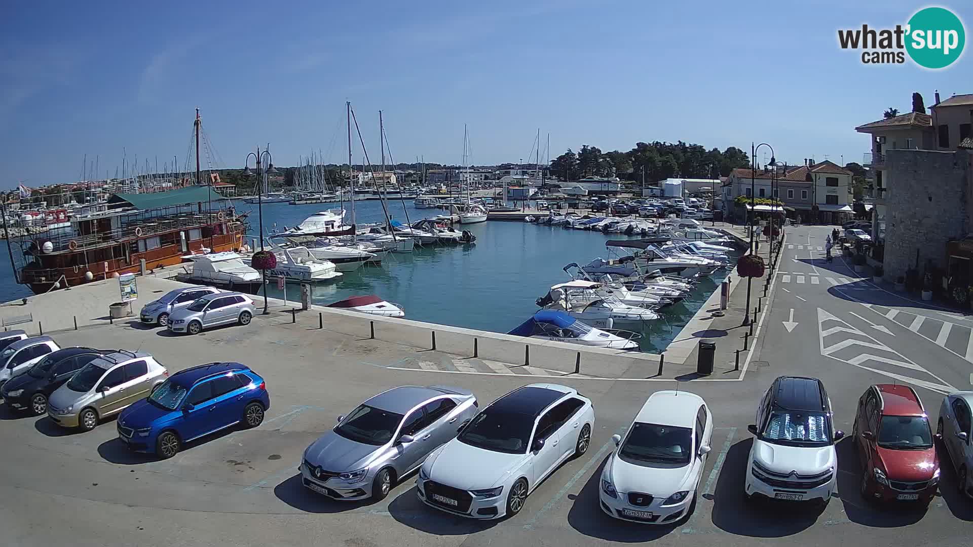 Novigrad | Porporela marina