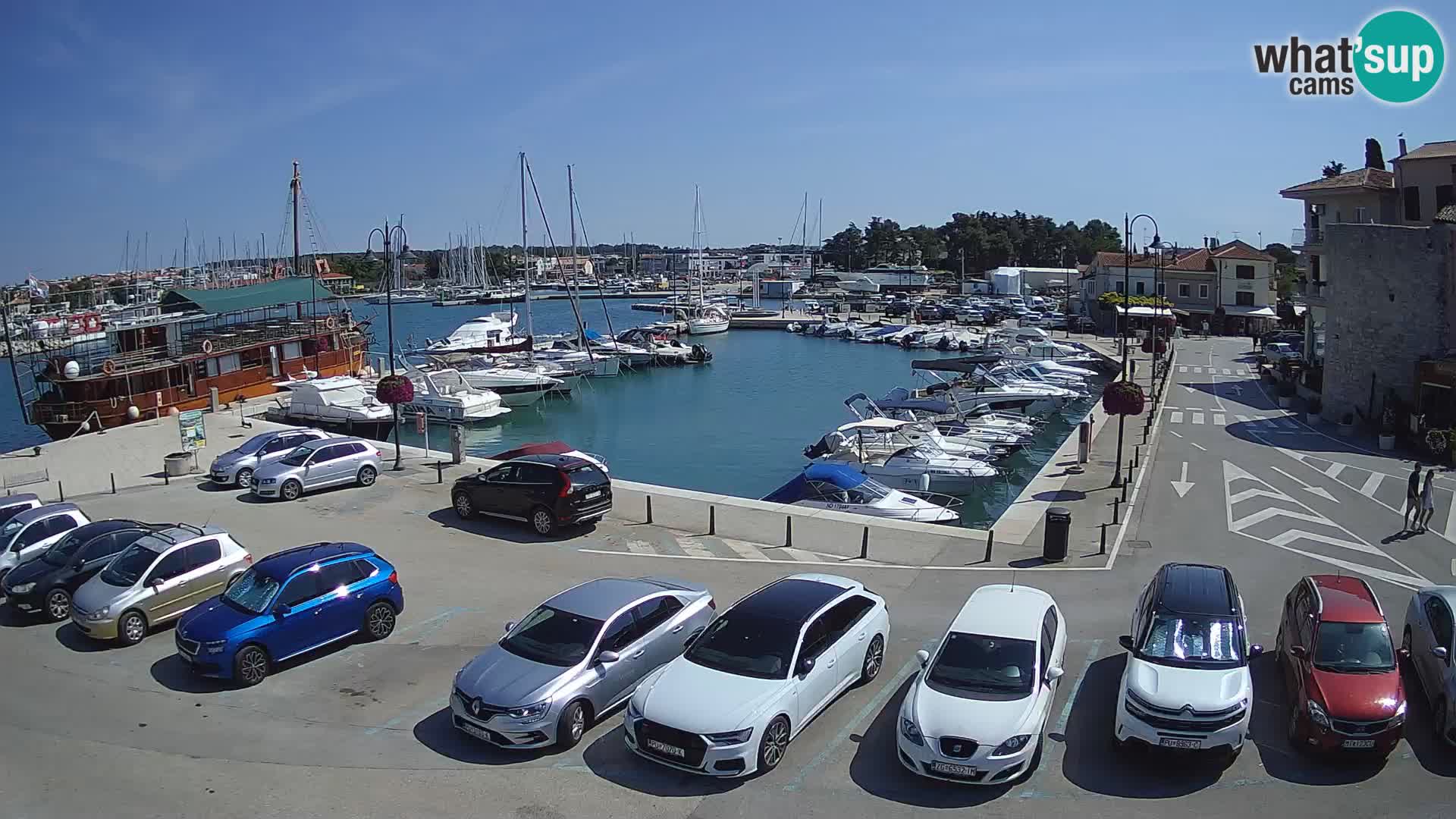 Novigrad | Porporela marina