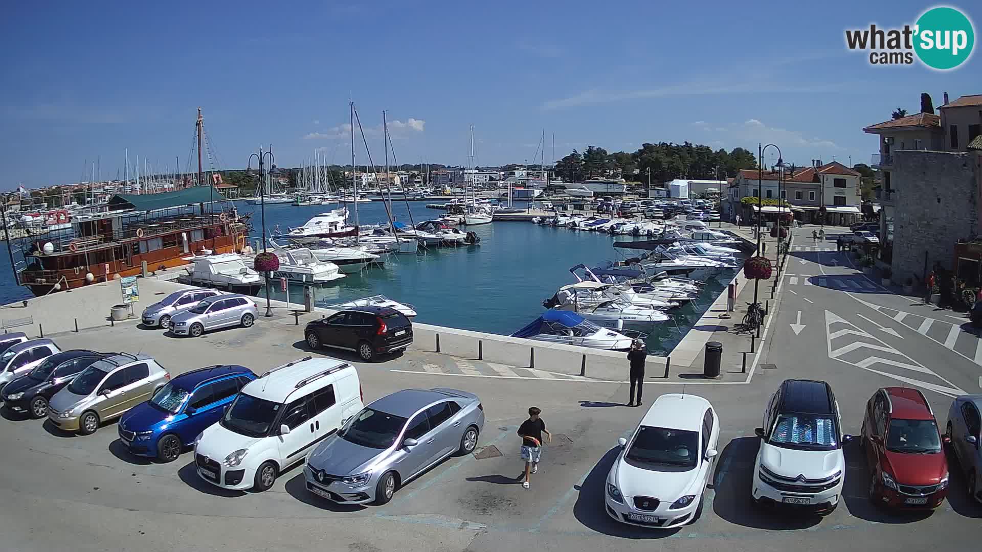Novigrad | Porporela marina