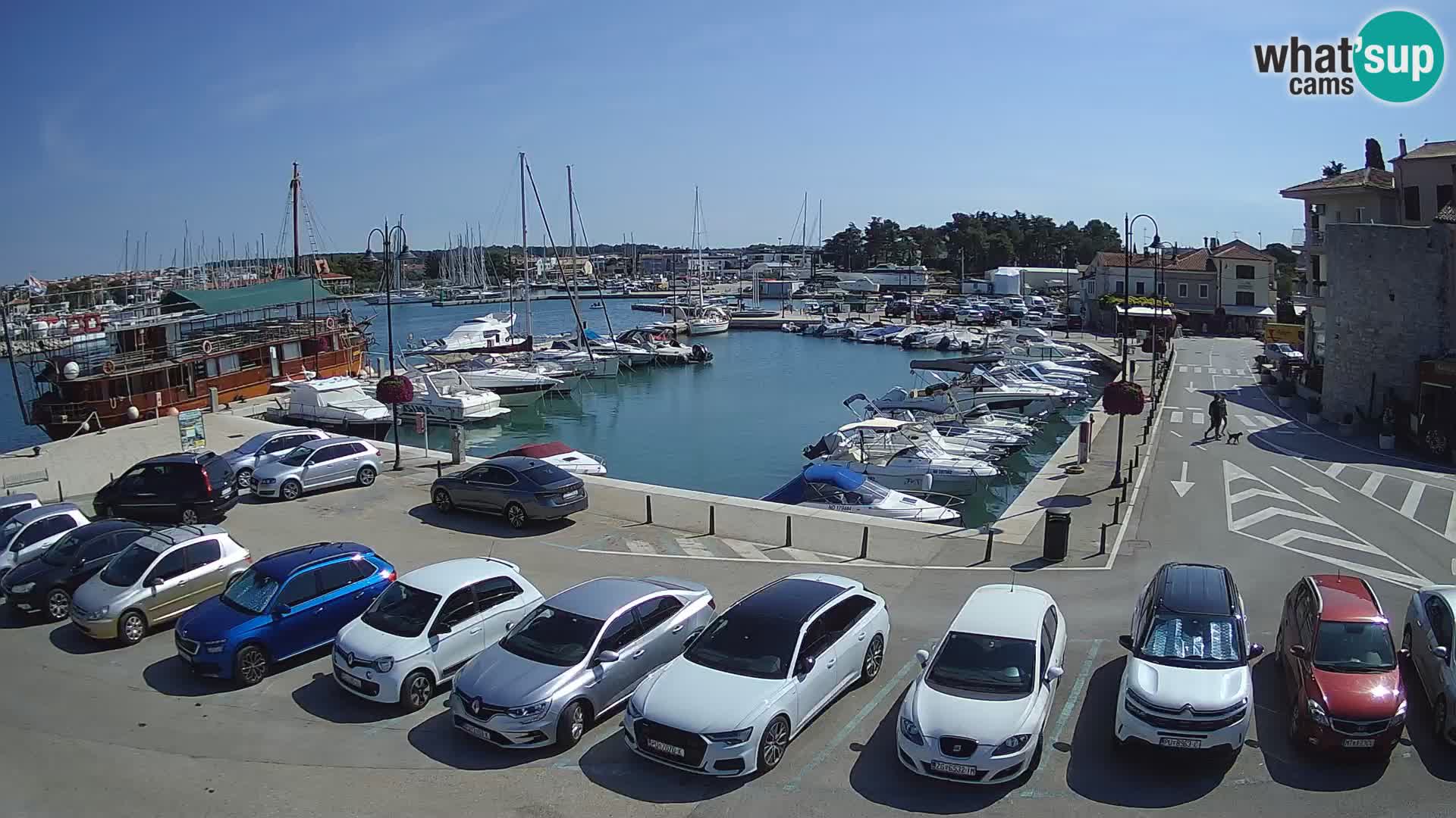 Novigrad | Porporela marina