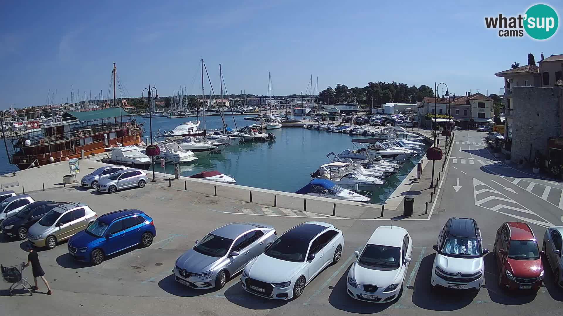 Novigrad | Porporela marina