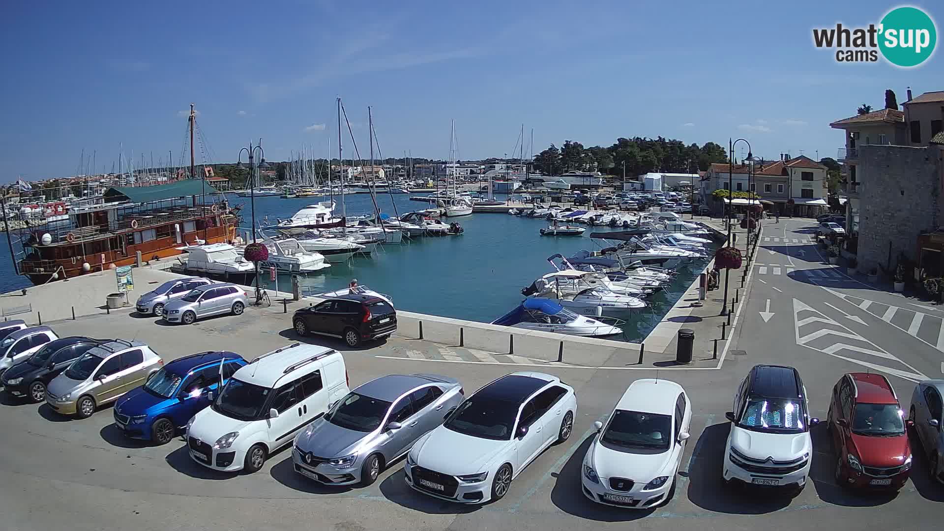Novigrad | Porporela marina