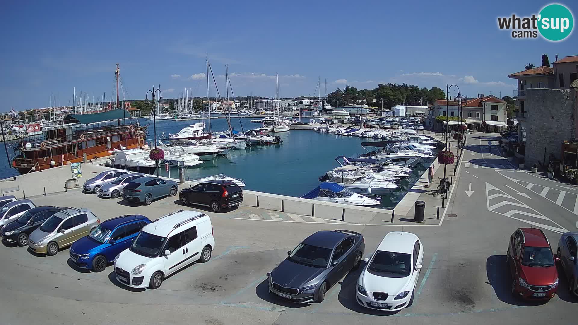 Novigrad | Porporela marina