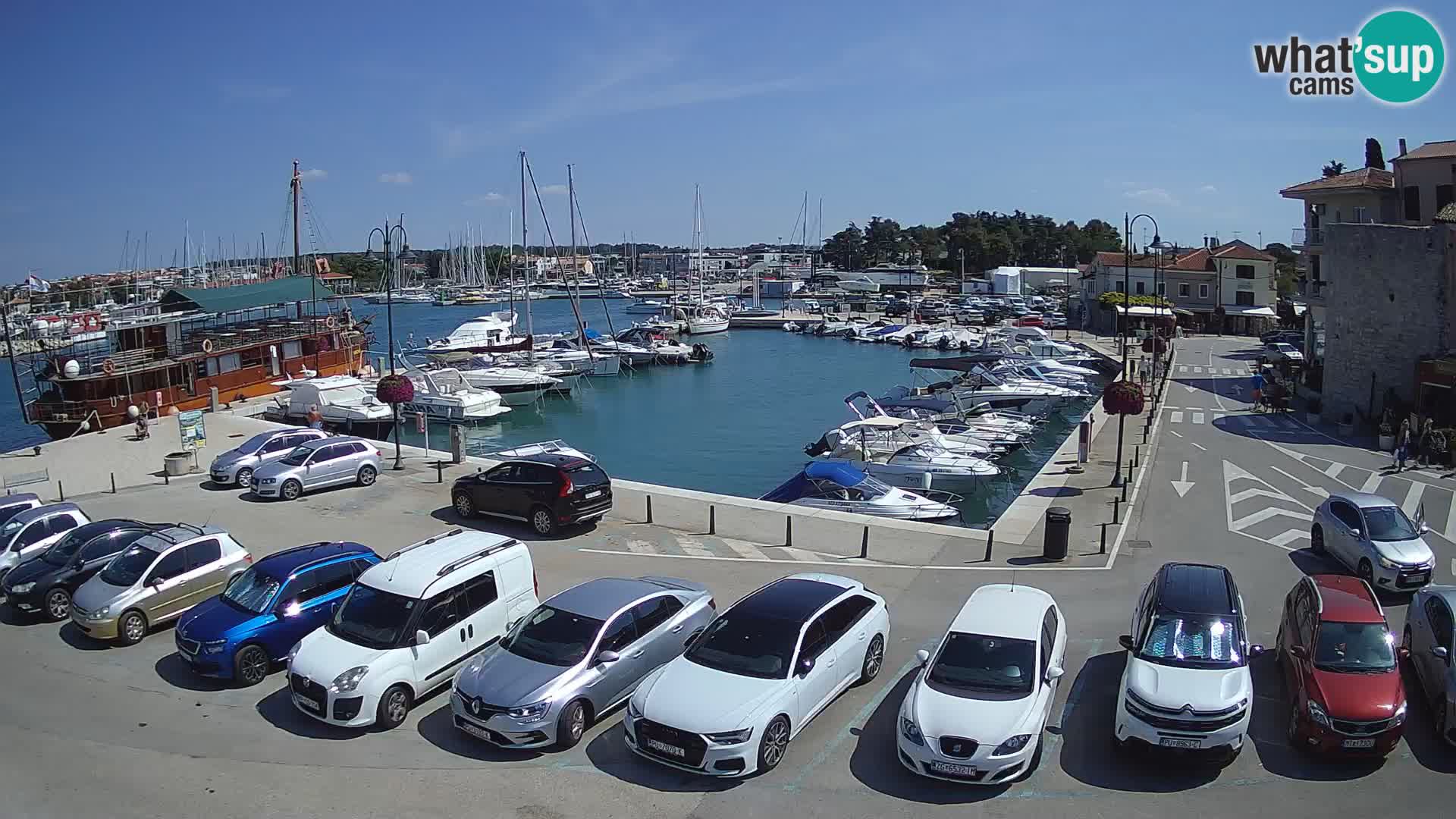 Novigrad | Porporela marina