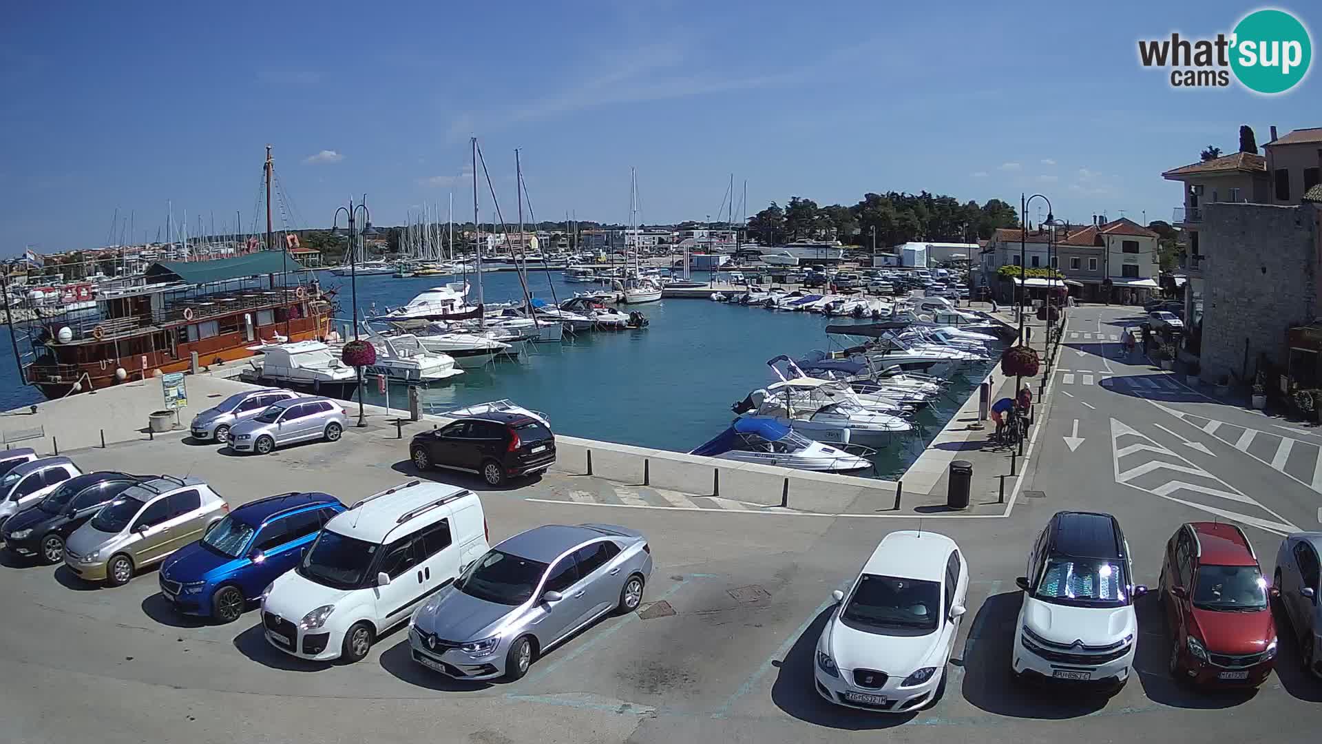 Novigrad | Porporela marina
