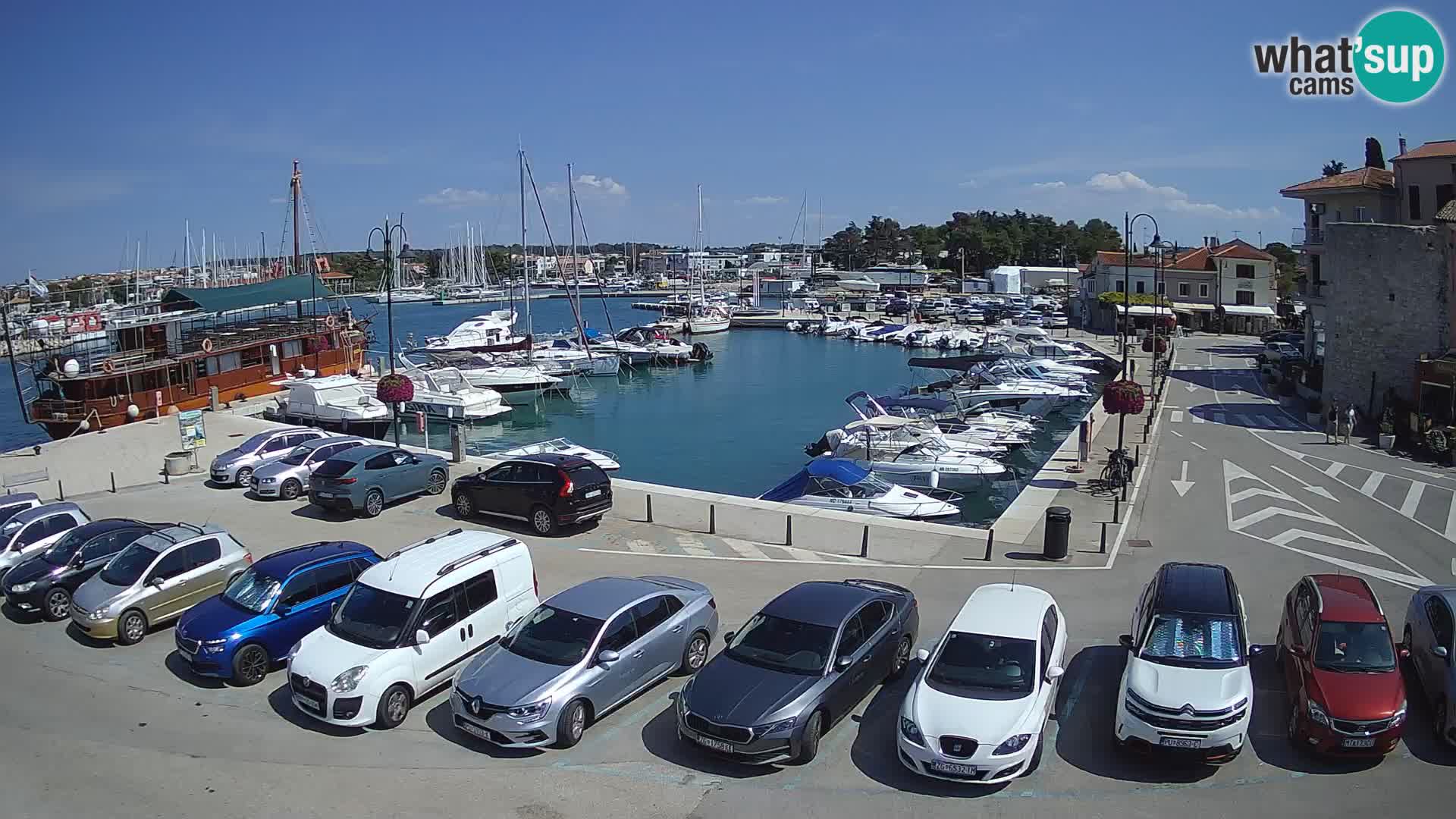 Novigrad | Porporela marina