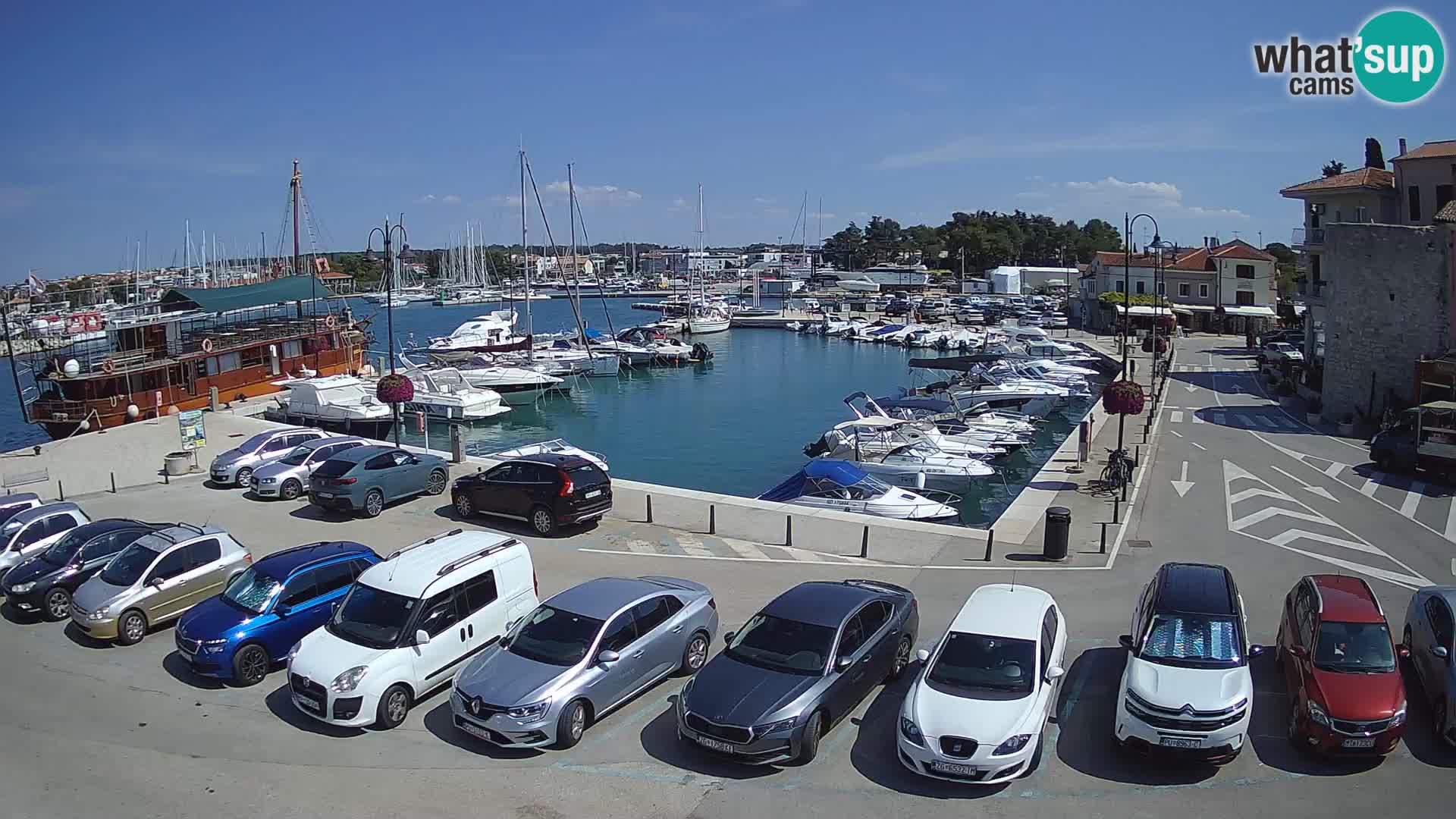 Novigrad | Porporela marina