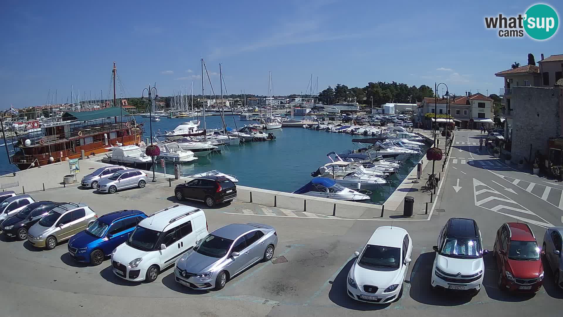 Novigrad | Porporela marina