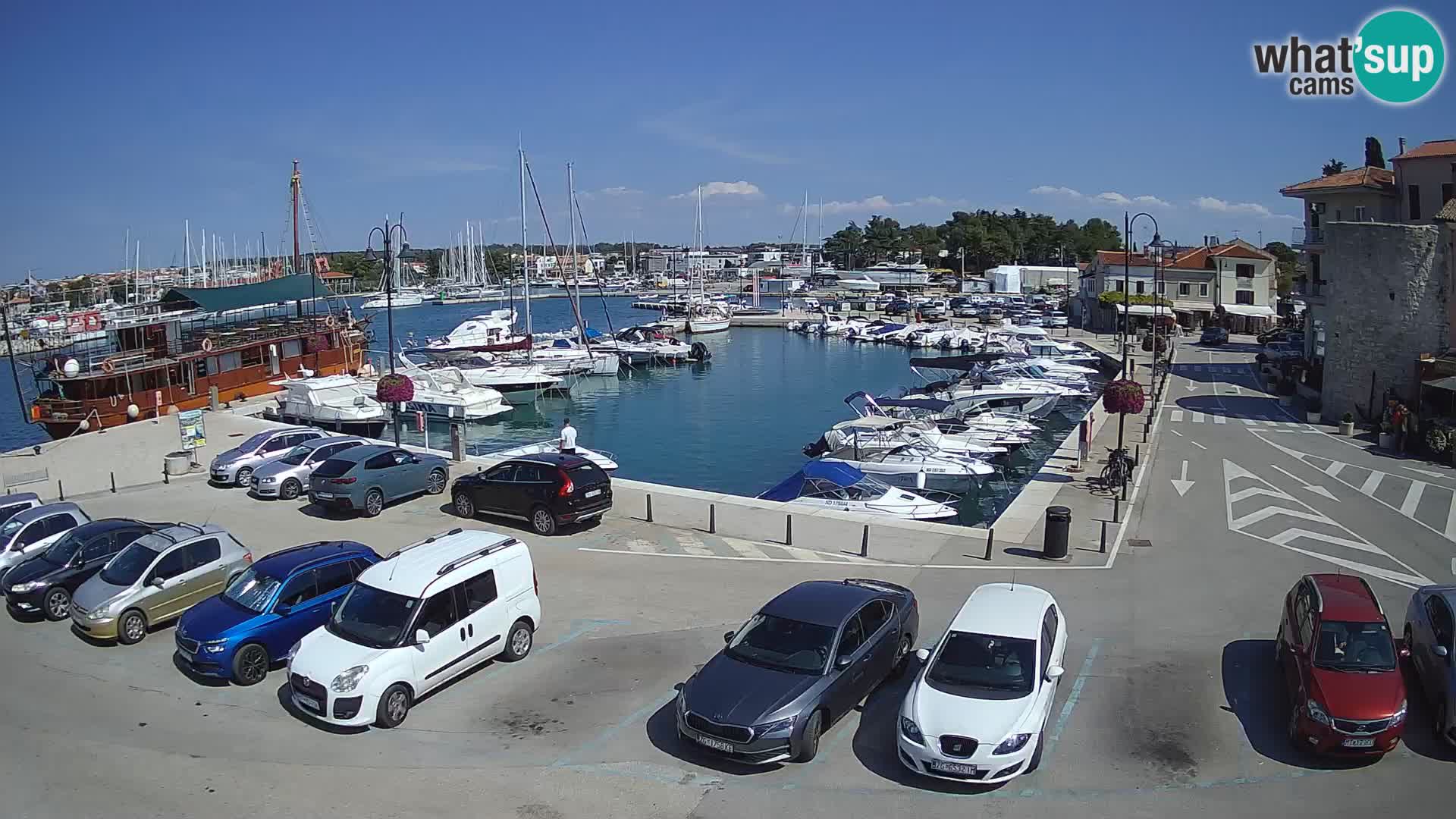 Novigrad | Porporela marina