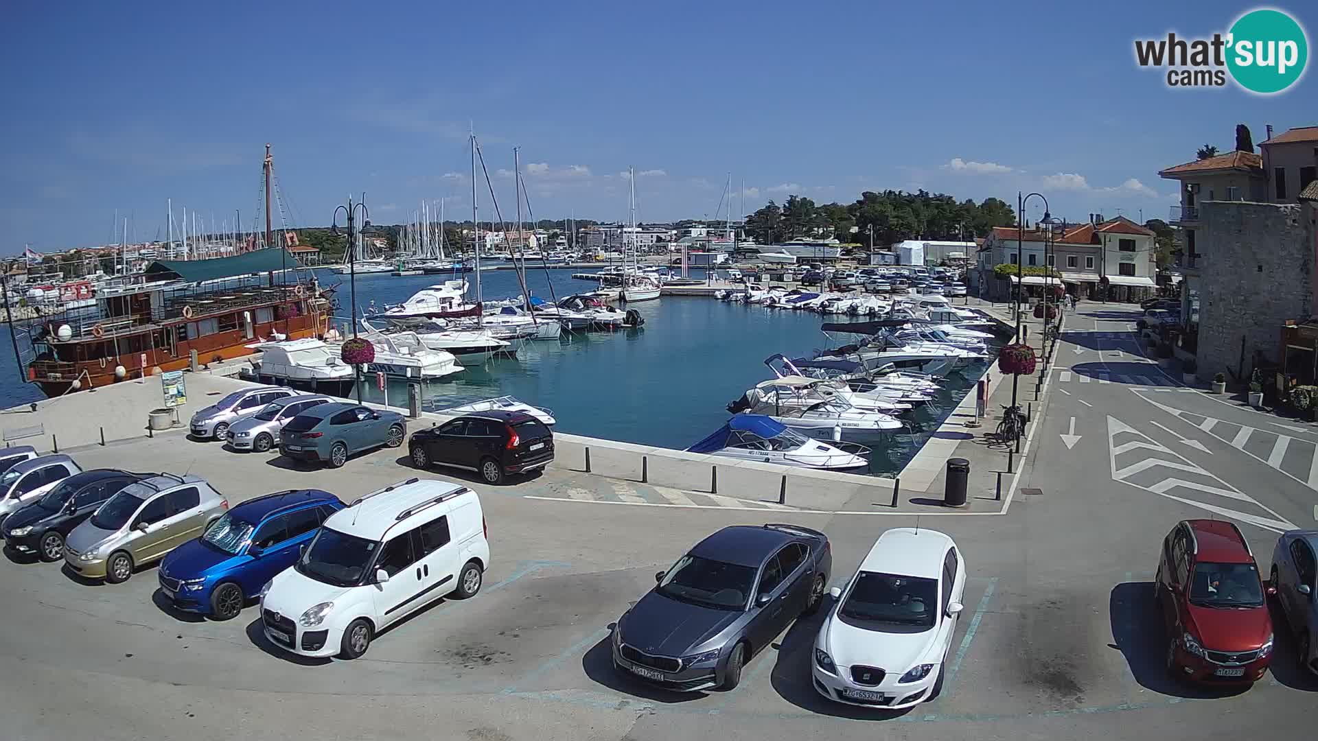 Novigrad | Porporela marina