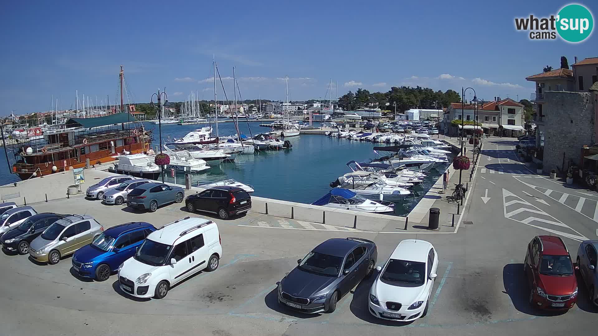 Novigrad | Porporela marina