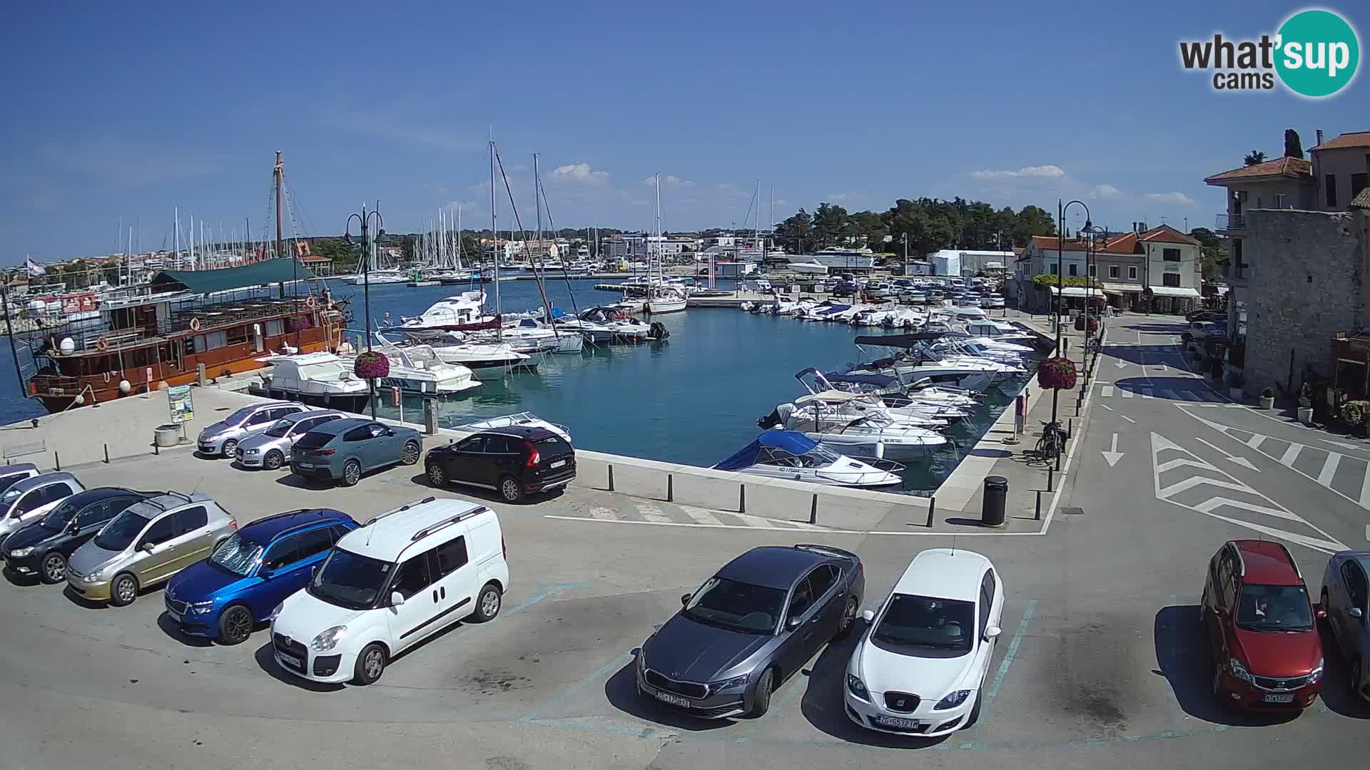 Novigrad | Porporela marina