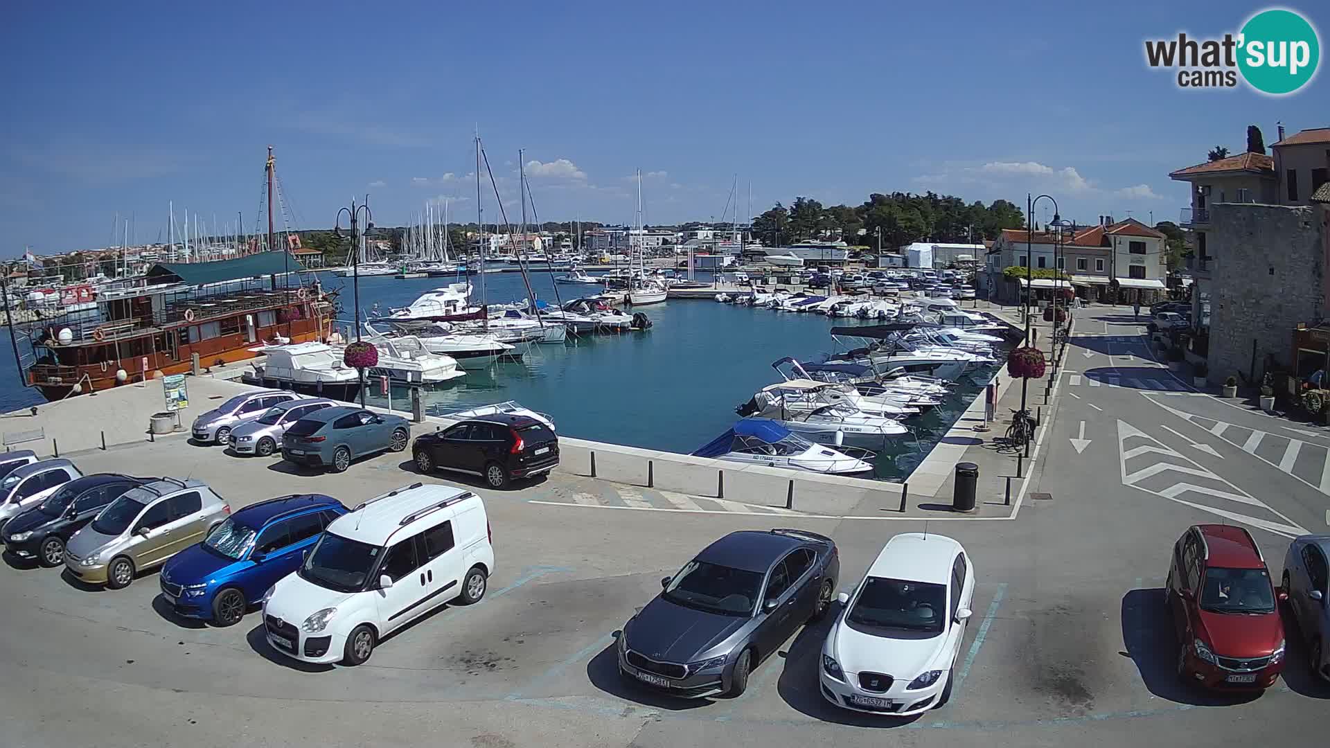 Novigrad | Porporela marina