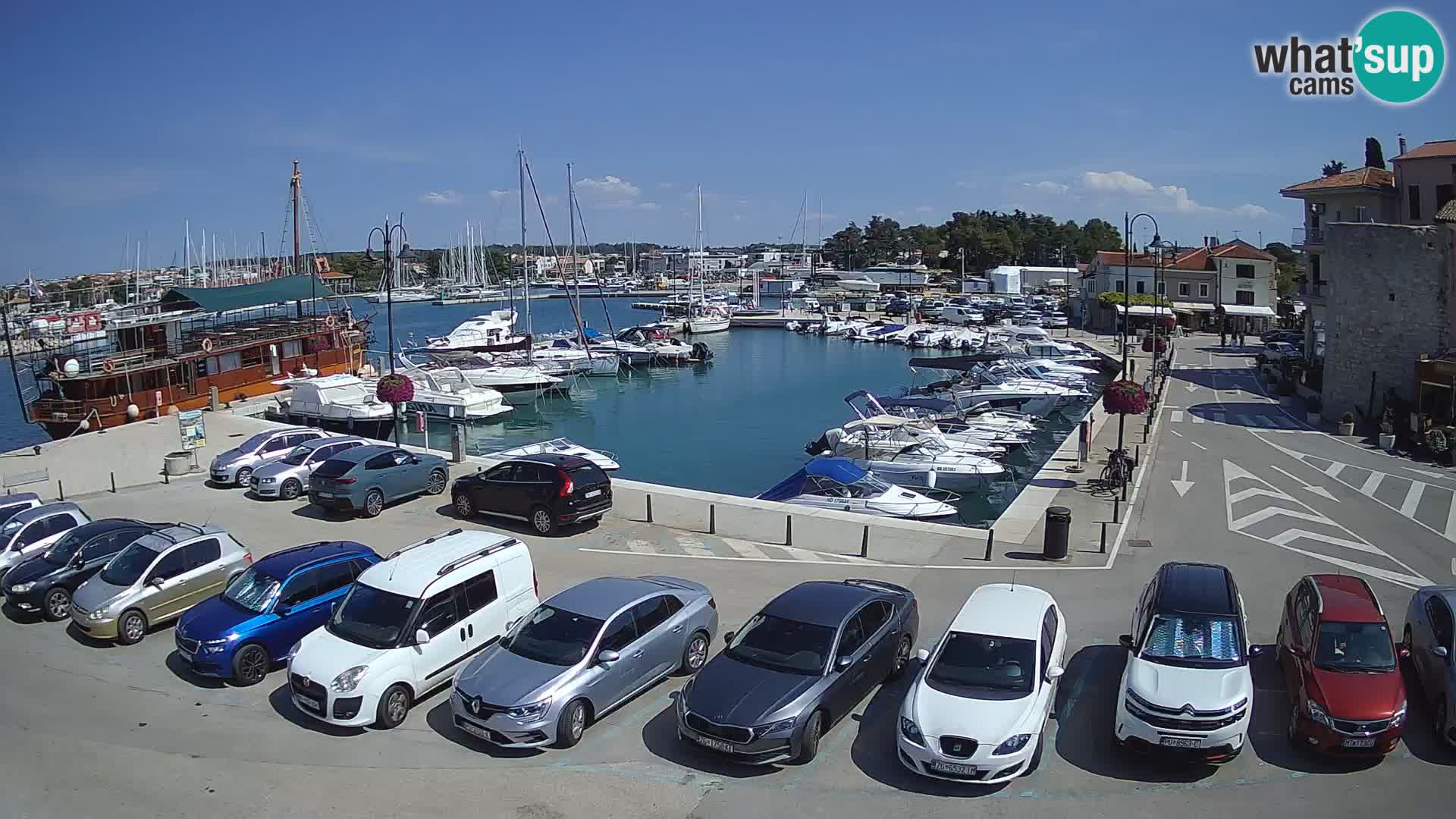Novigrad | Porporela marina