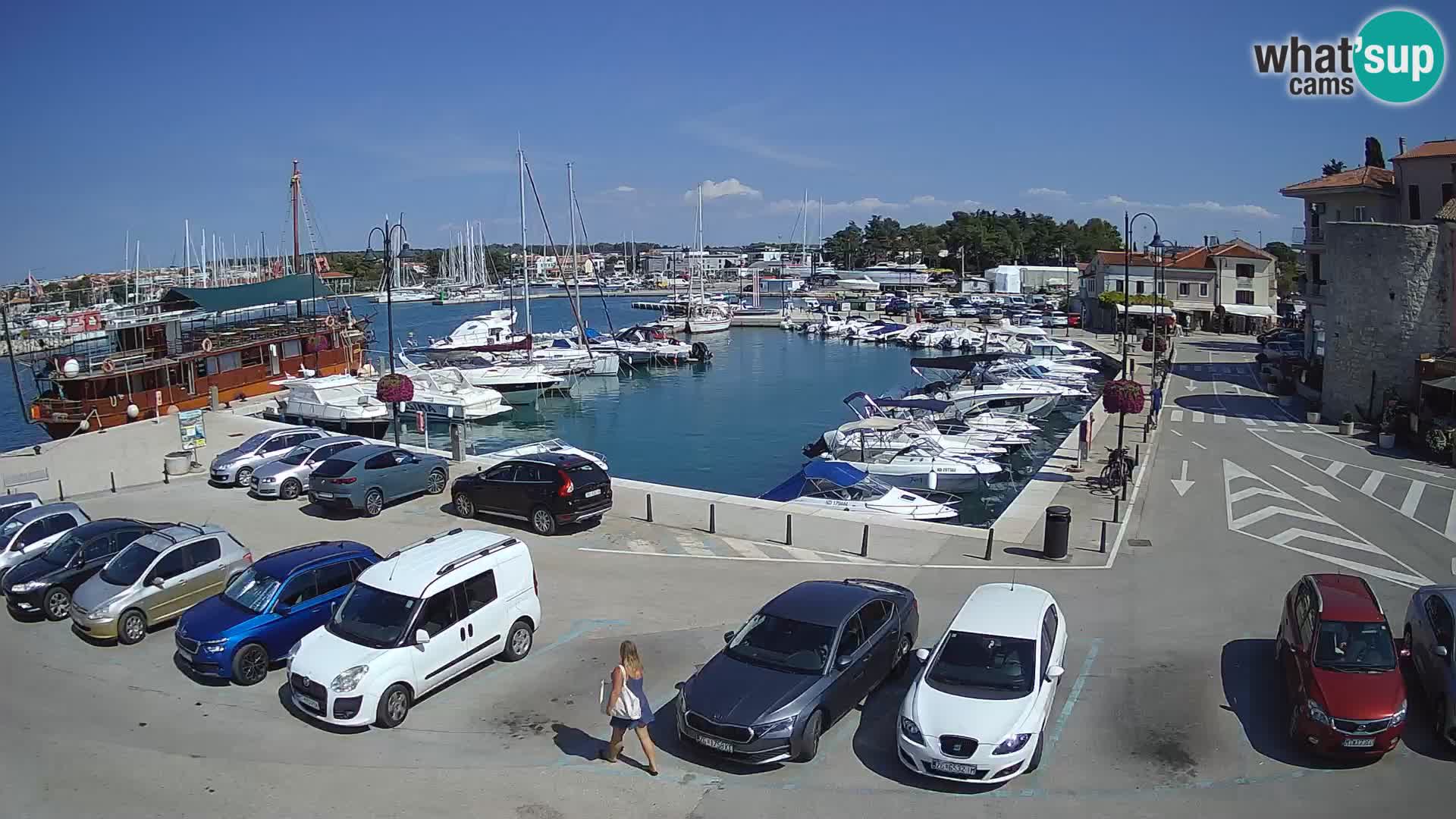 Novigrad | Porporela marina