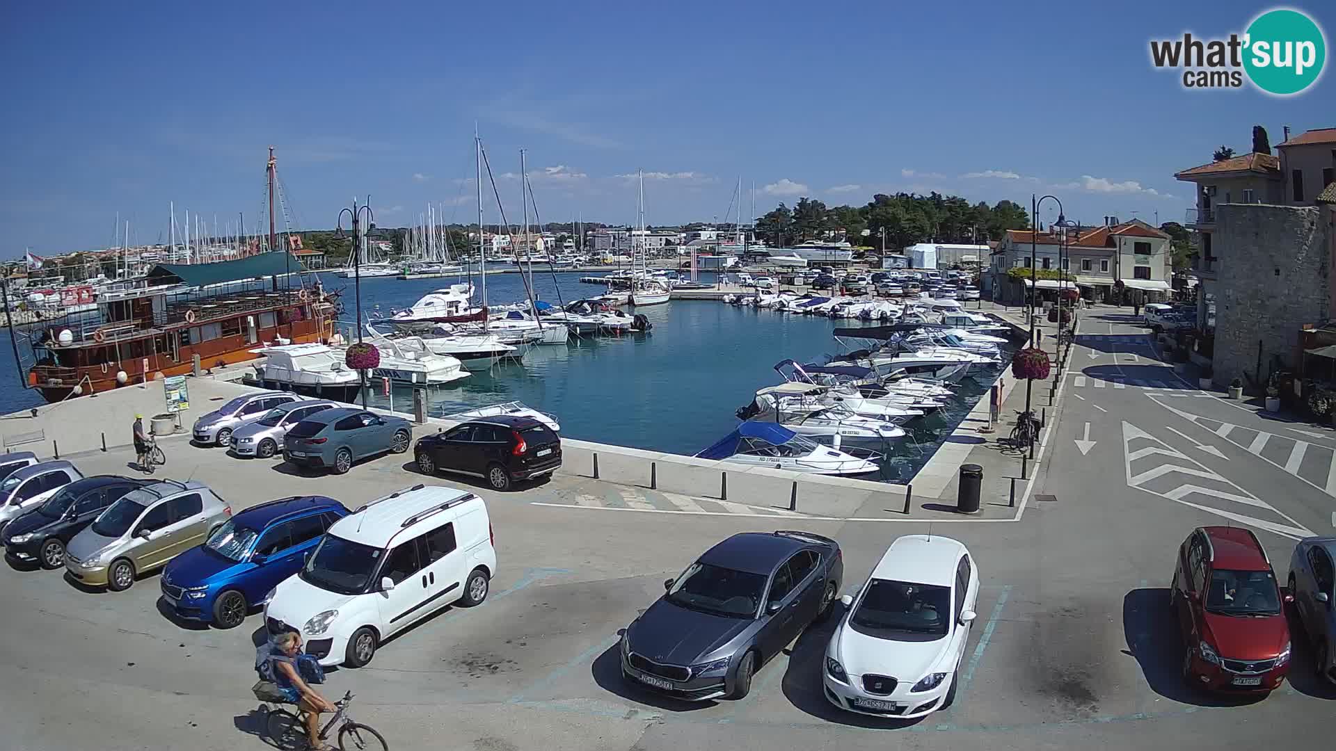 Novigrad | Porporela marina