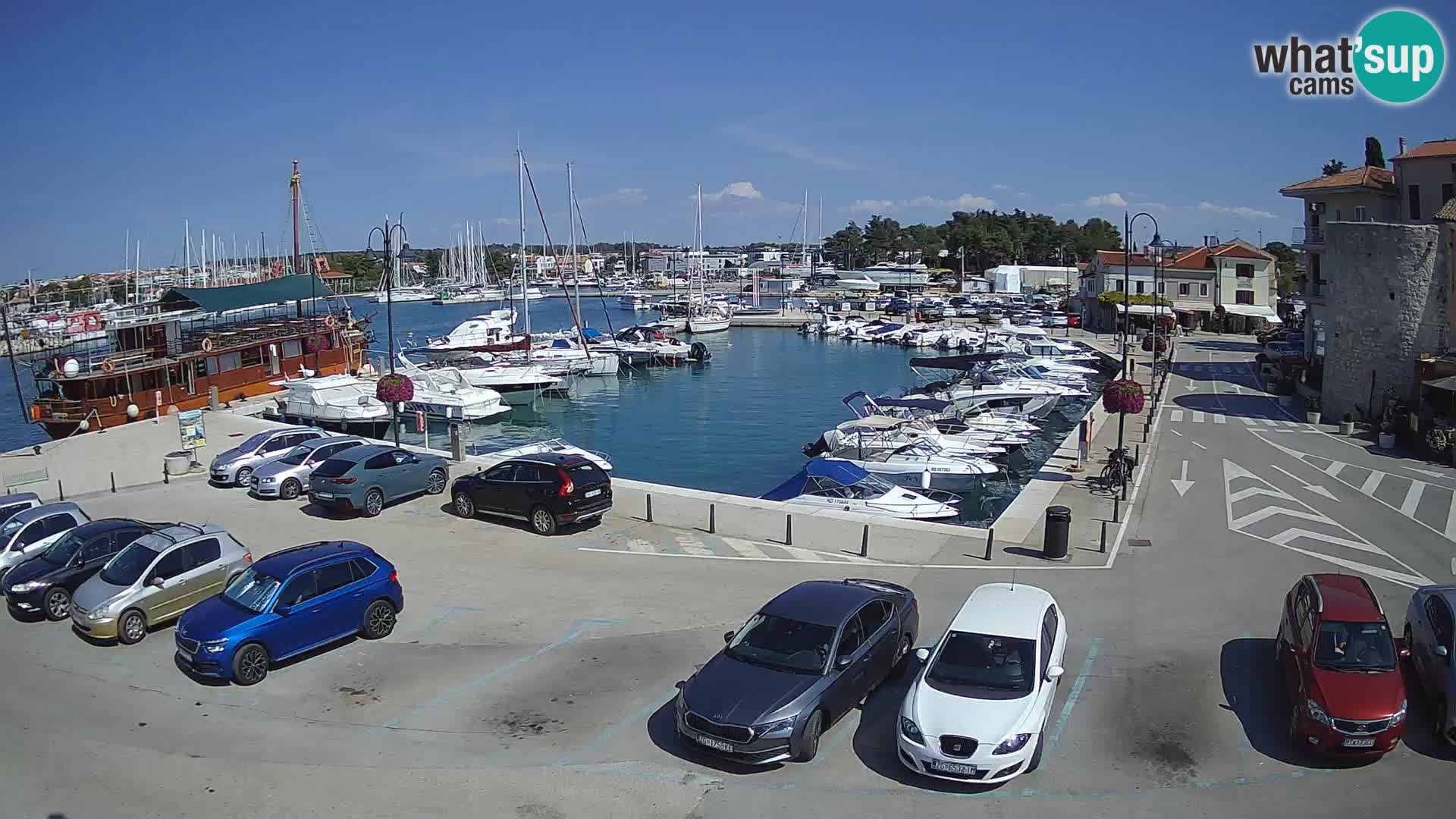 Novigrad | Porporela marina