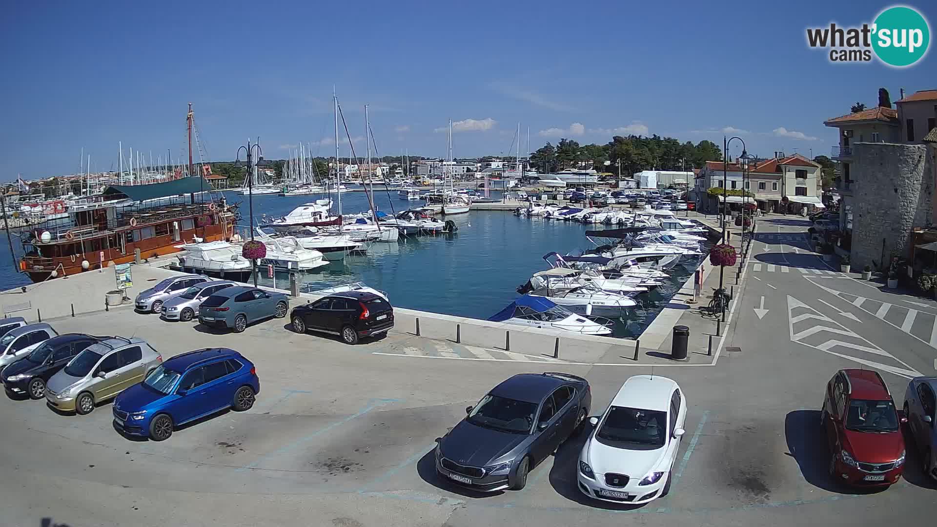 Novigrad | Porporela marina