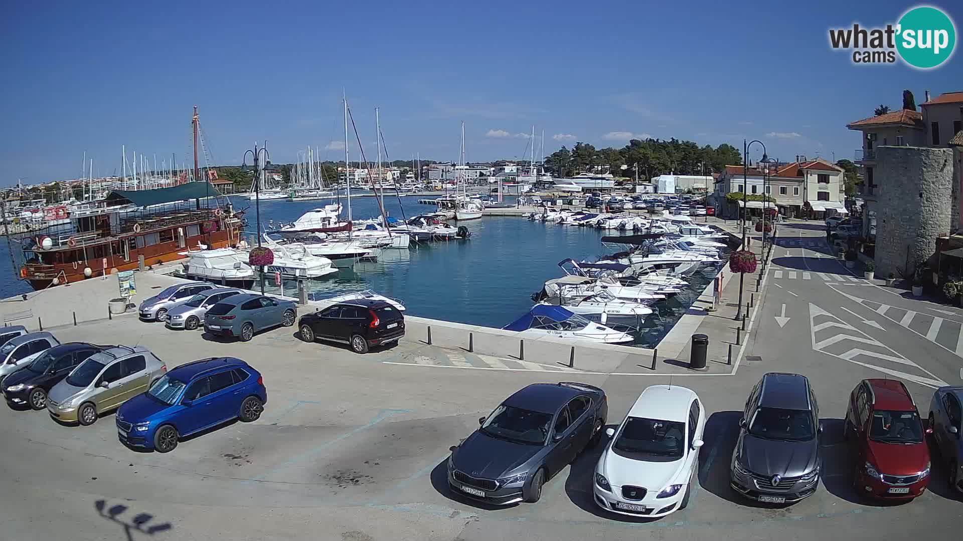 Novigrad | Porporela marina