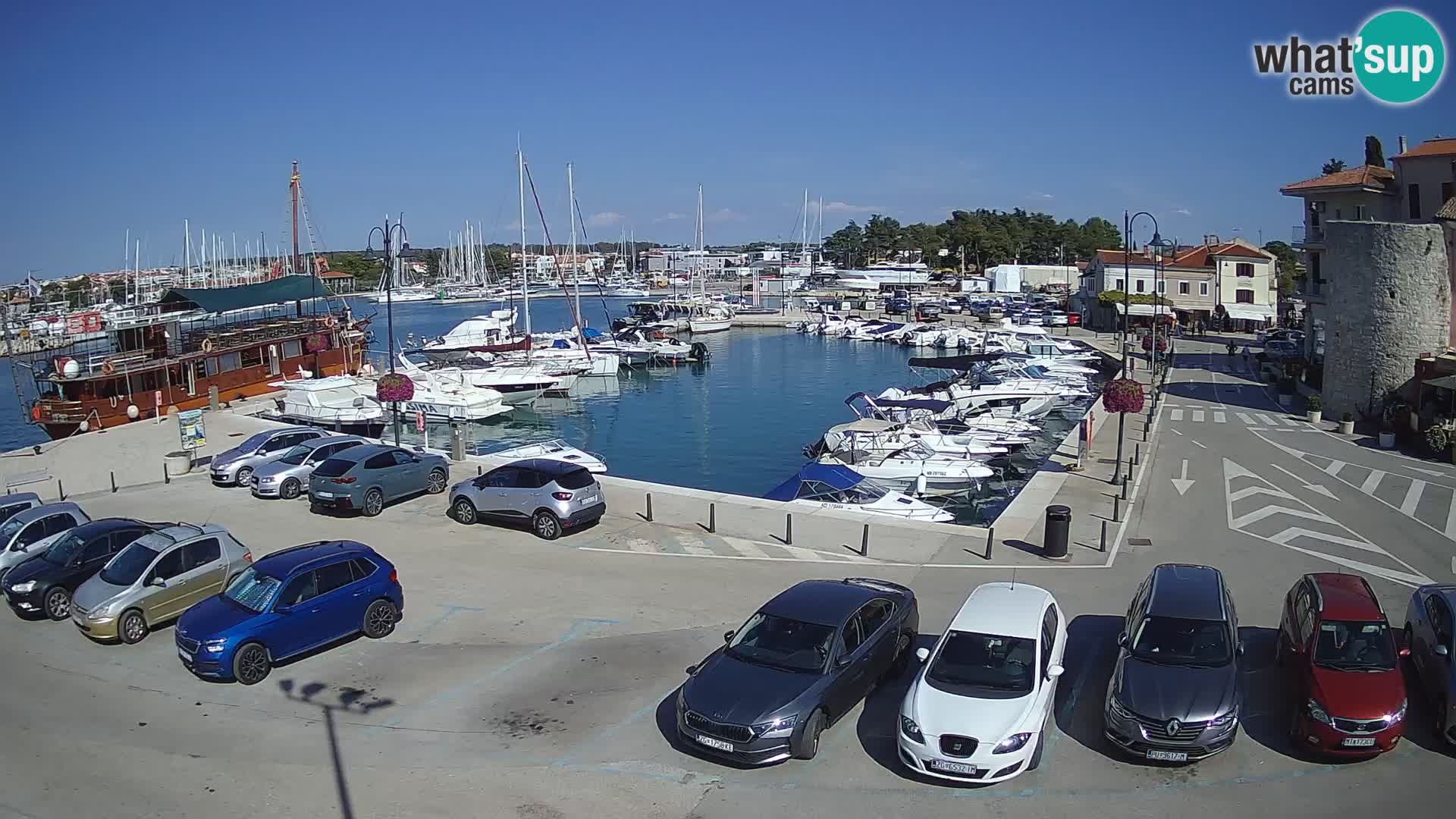 Novigrad | Porporela marina