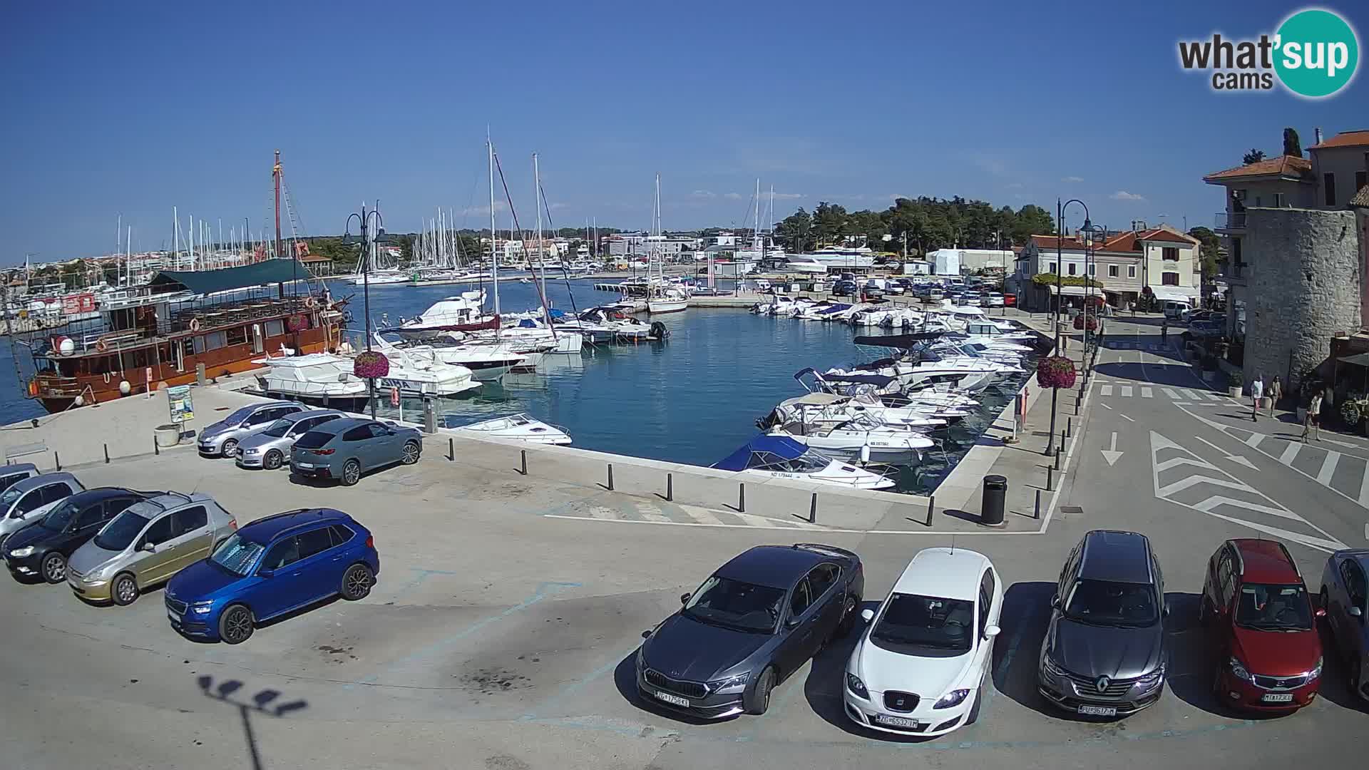 Novigrad | Porporela marina