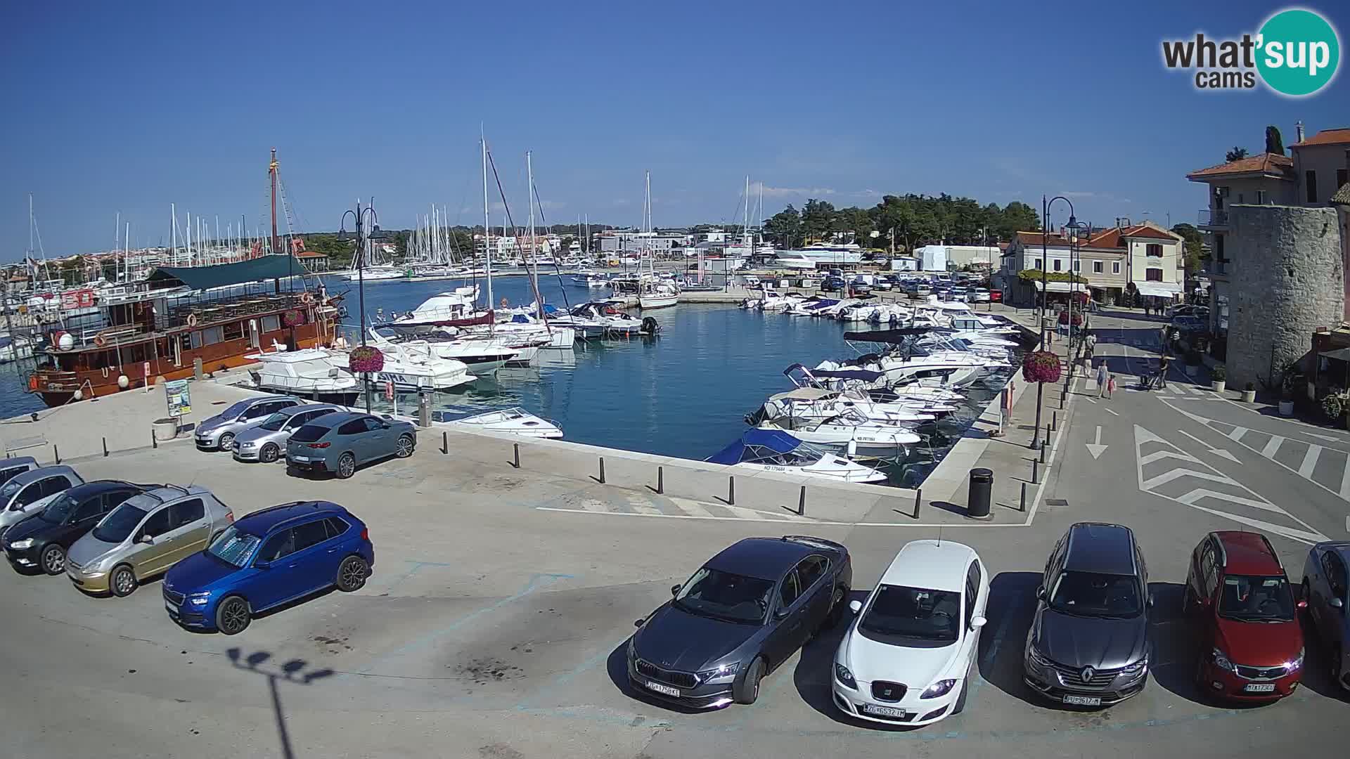 Novigrad | Porporela marina